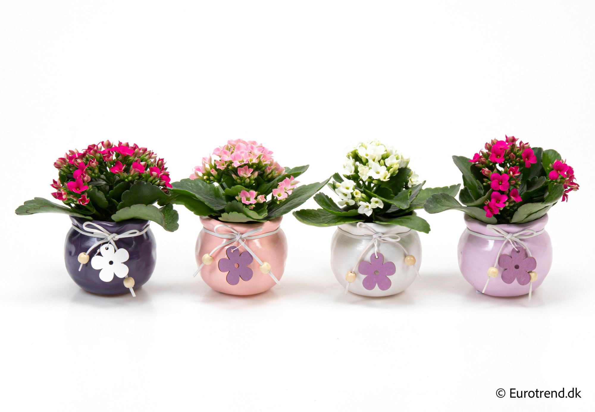 Kalanchoe in ceramic - Spring, Summer & Autumn 2025, D 6 cm
