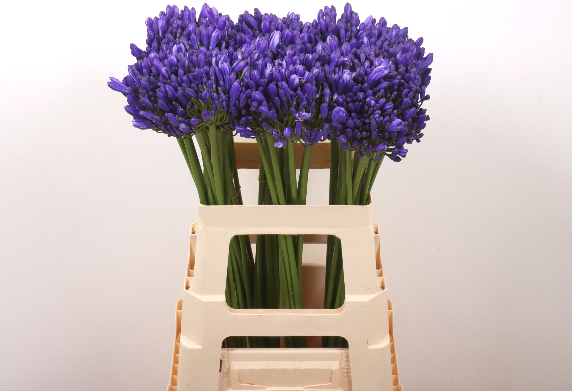 Агапантус Эйфори Блю 60 (син.), шт.