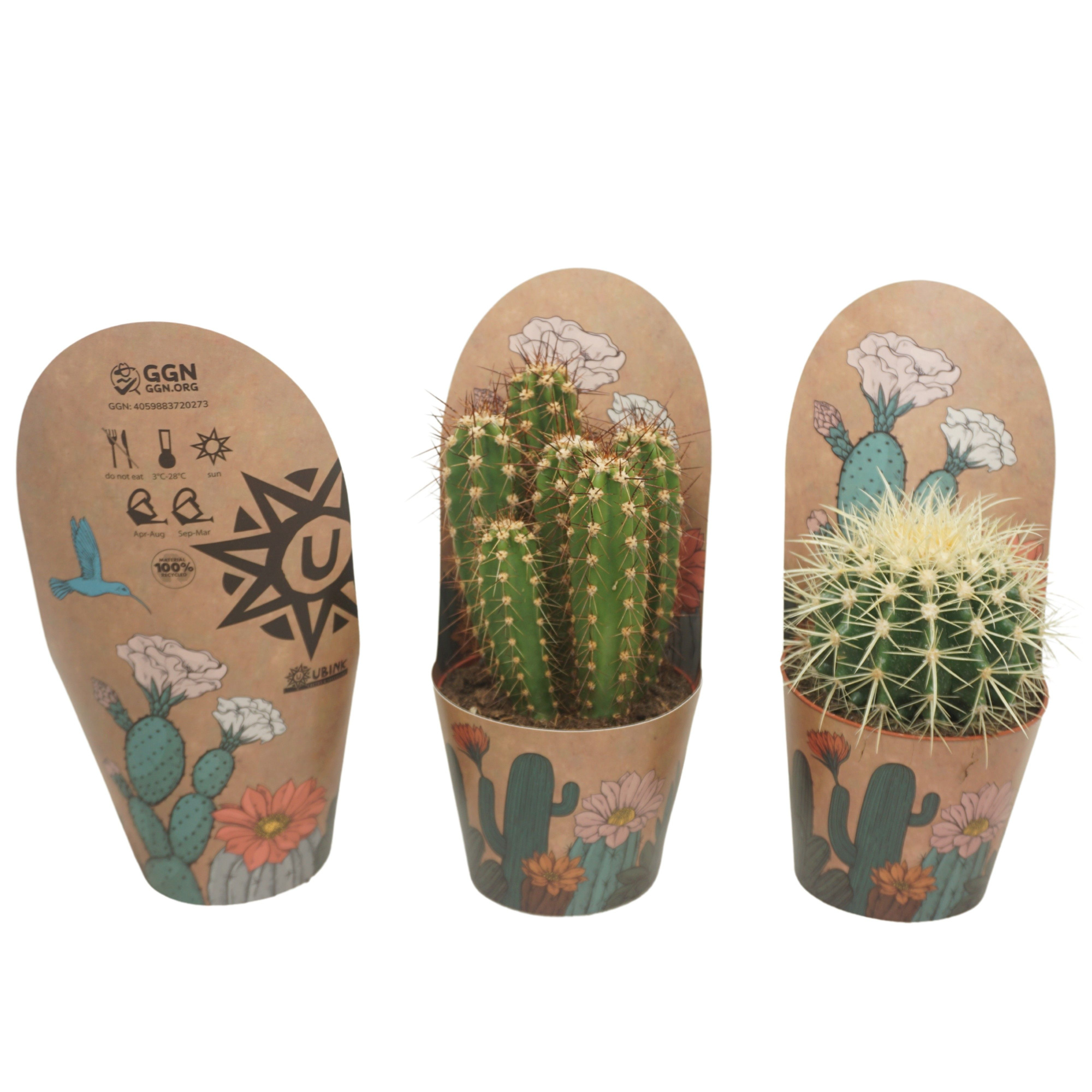 Cactus mix 12 cm in Ubink potcover, D 12 cm