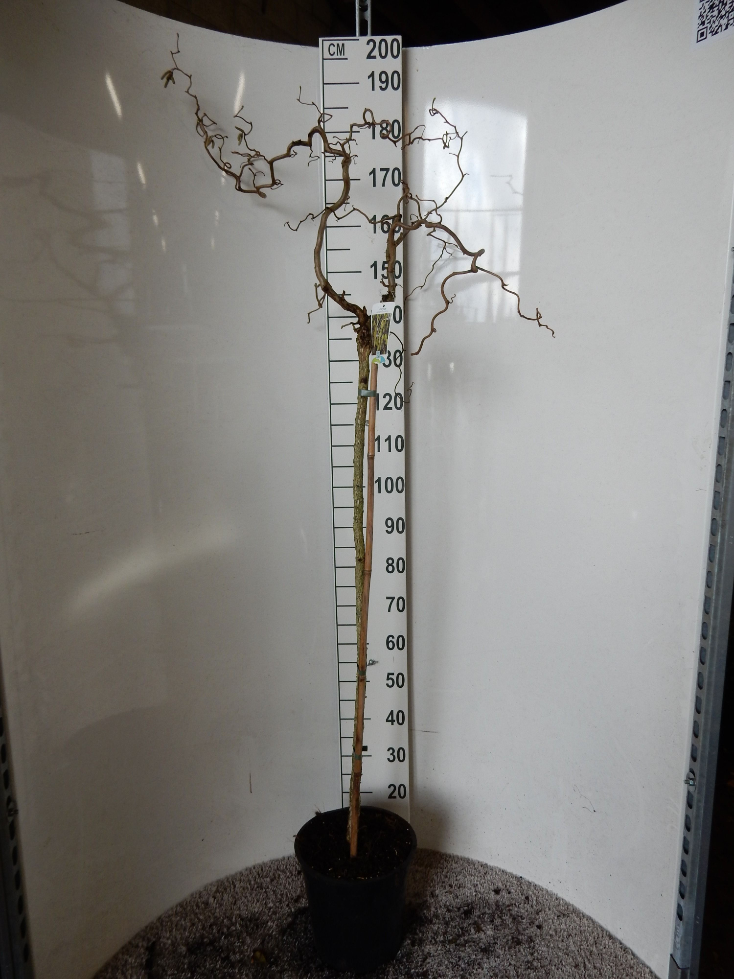 Corylus av. Contorta 110 stam 40-50 cm kroon P28, D 28