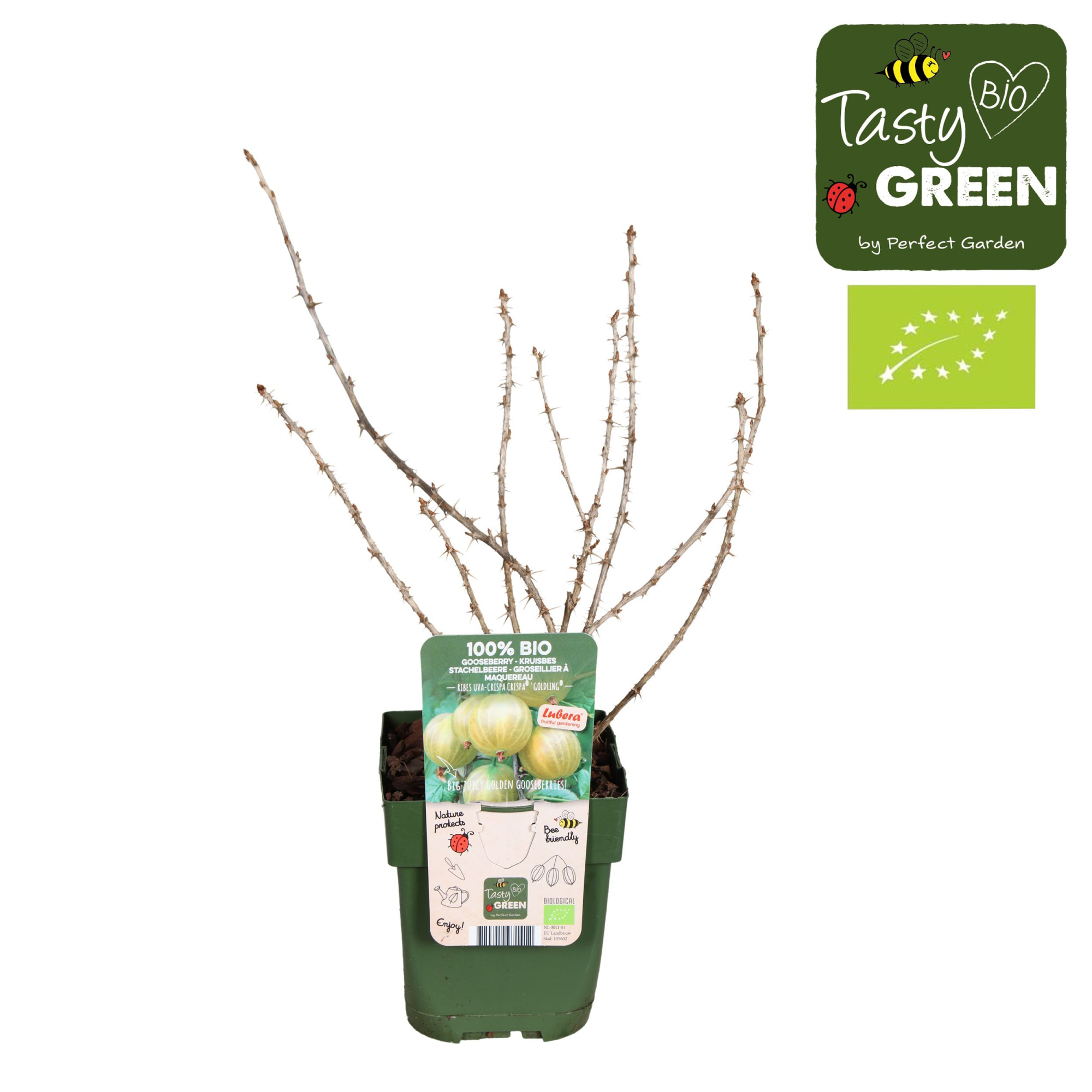 Ribes uva-crispa Crispa® 'Goldling'® Bio P13, D 13 cm