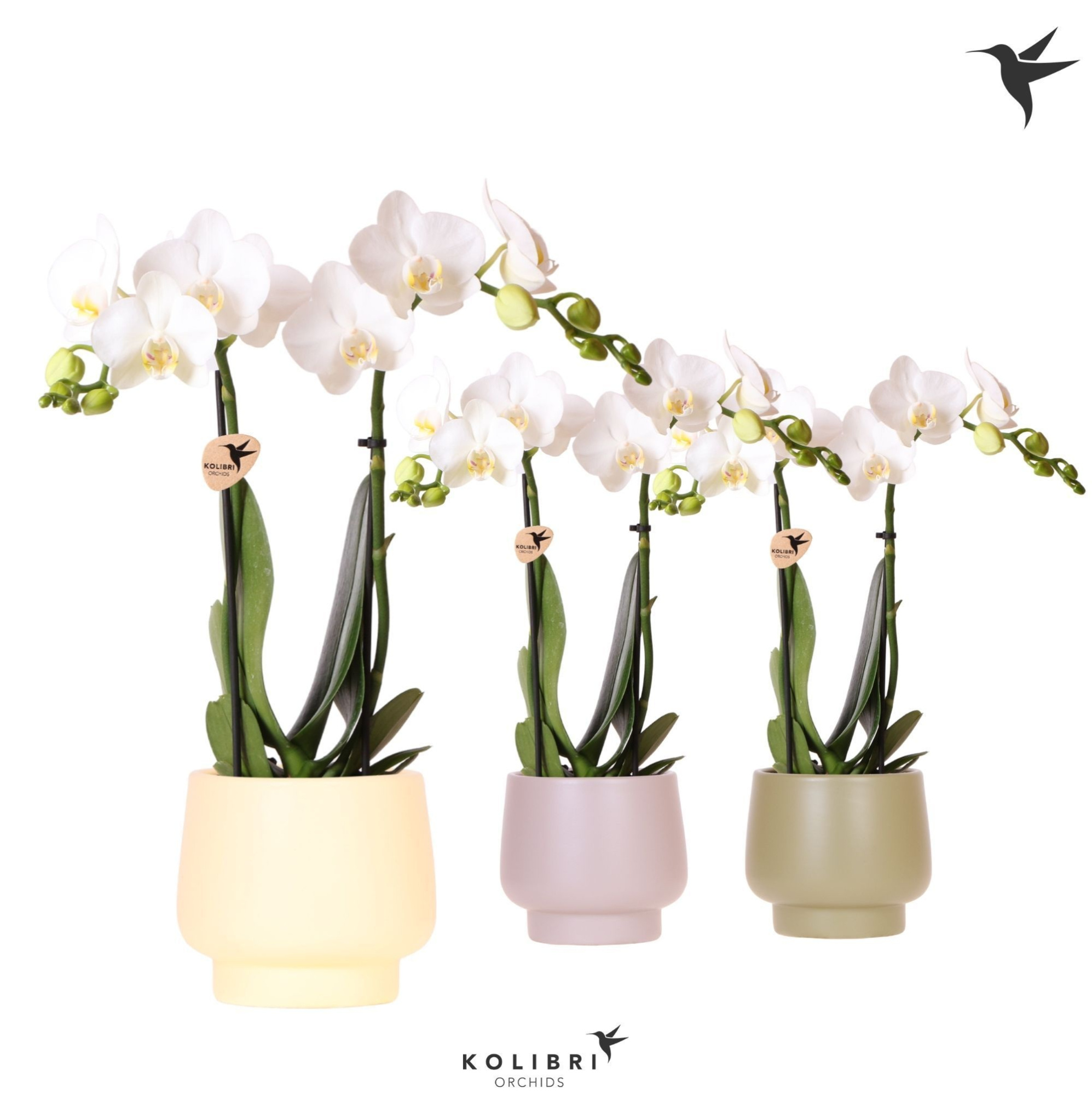 Kolibri Orchids Phalaenopsis white 2 spike in Scandic pot mix, D 9