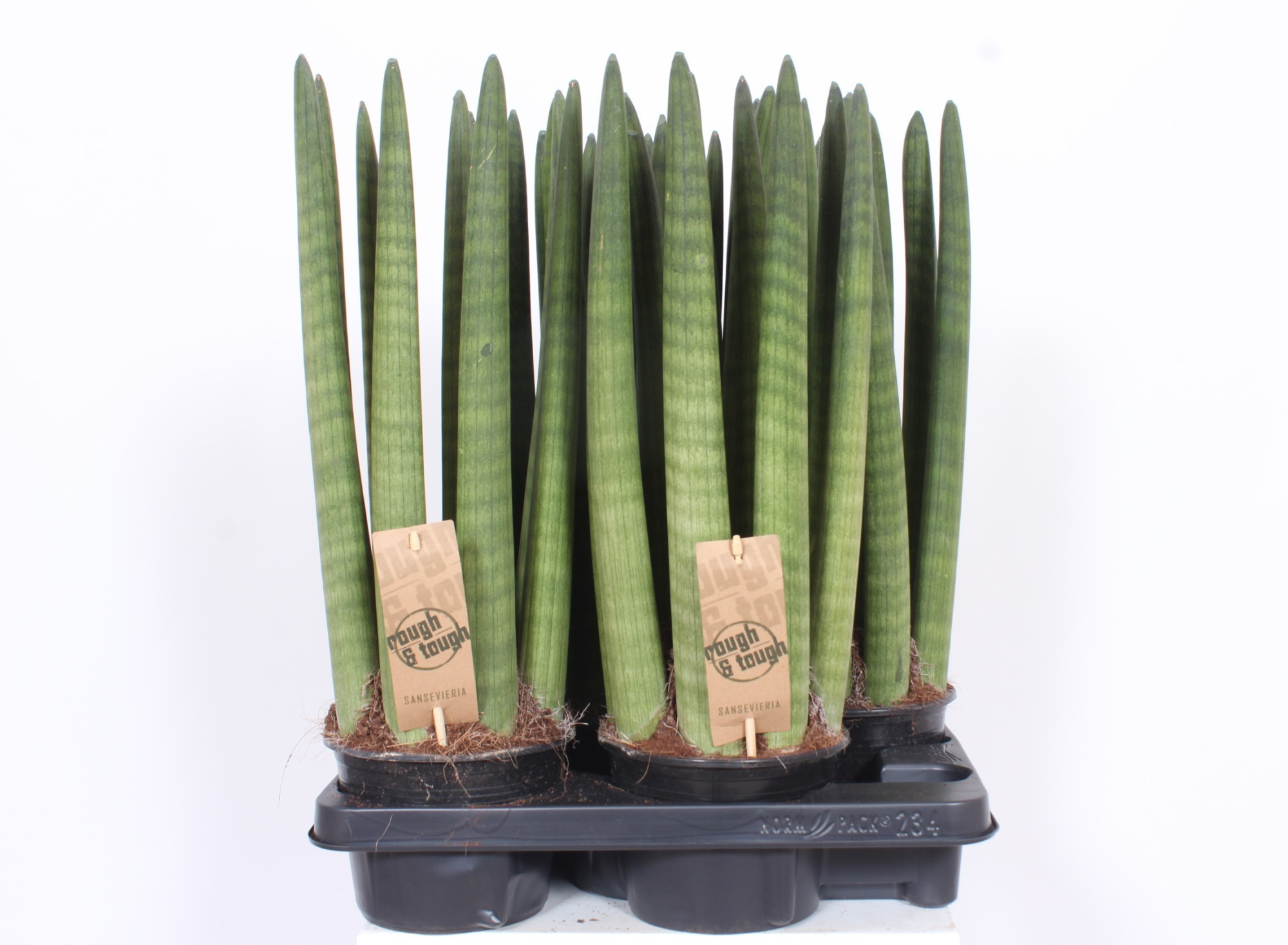Sansevieria Straight, D 15 cm