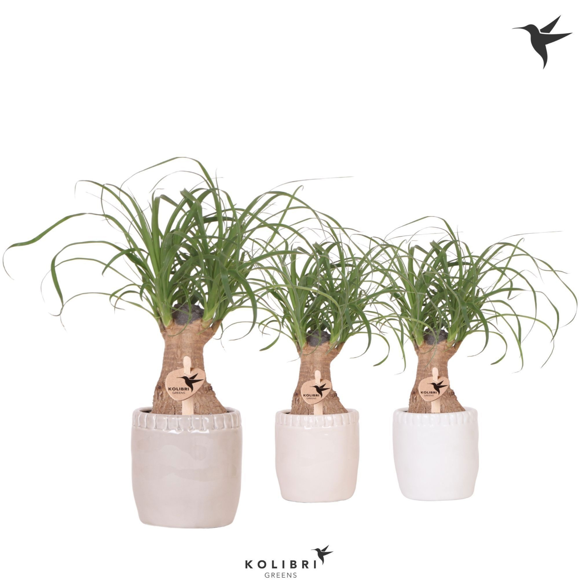 Kolibri Greens Beaucarnea in Stones pot mix, D 9