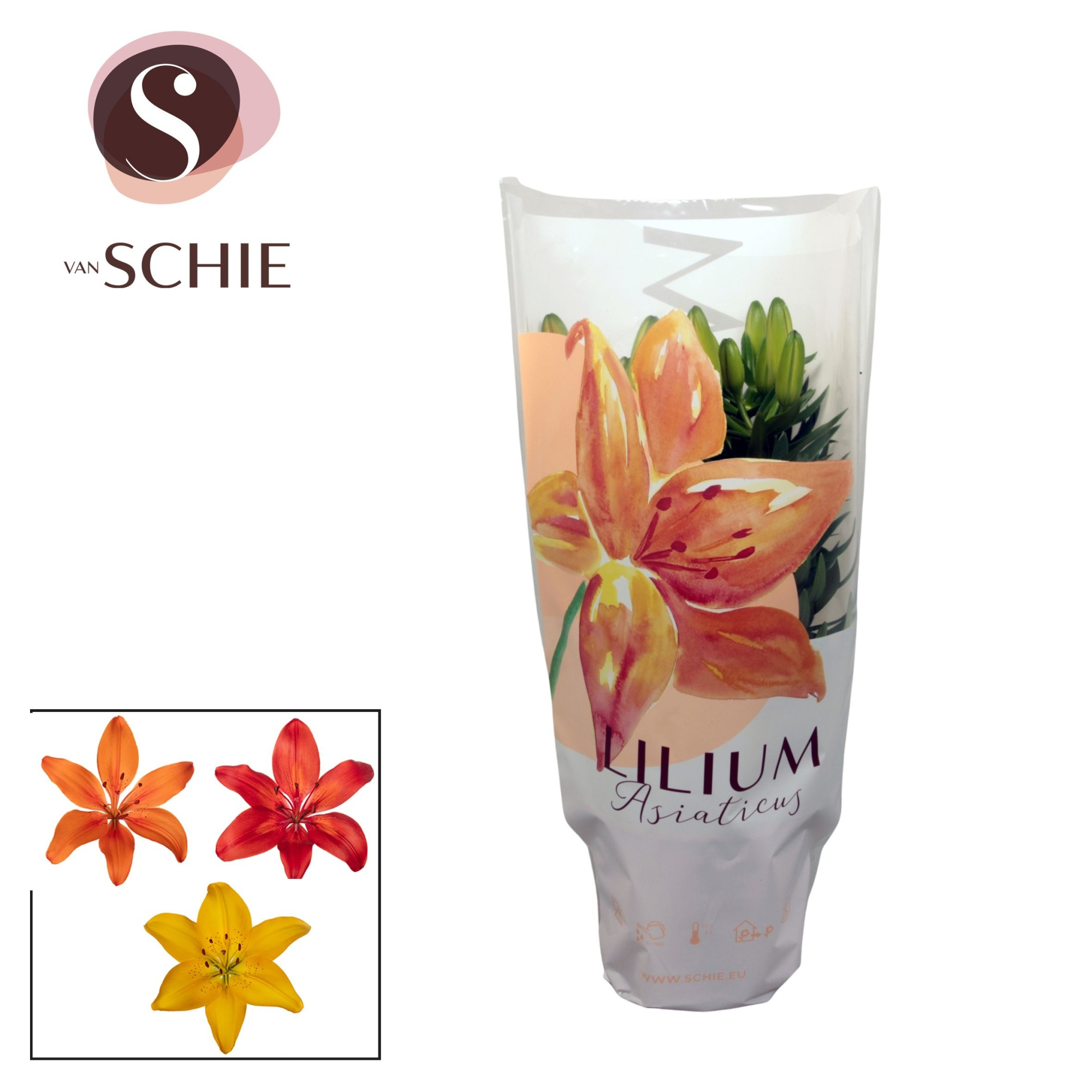 Aziaat mix 13cm full CC, D 13