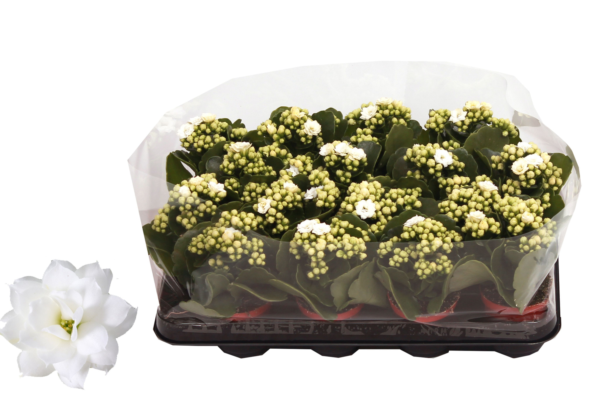 Kalanchoe Rosalina 07cm Don Dione wit, Trayfolie, D 7 cm