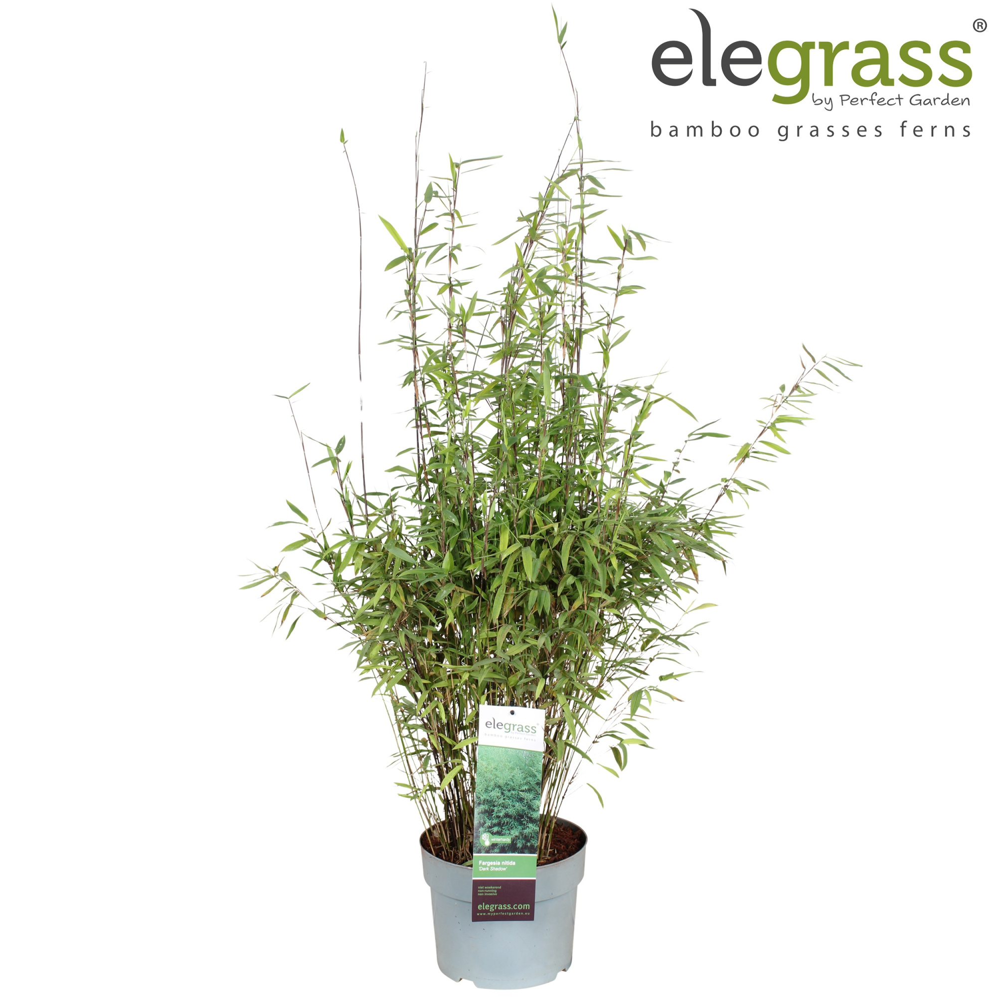 Fargesia nitida 'Dark Shadow' P23, D 23