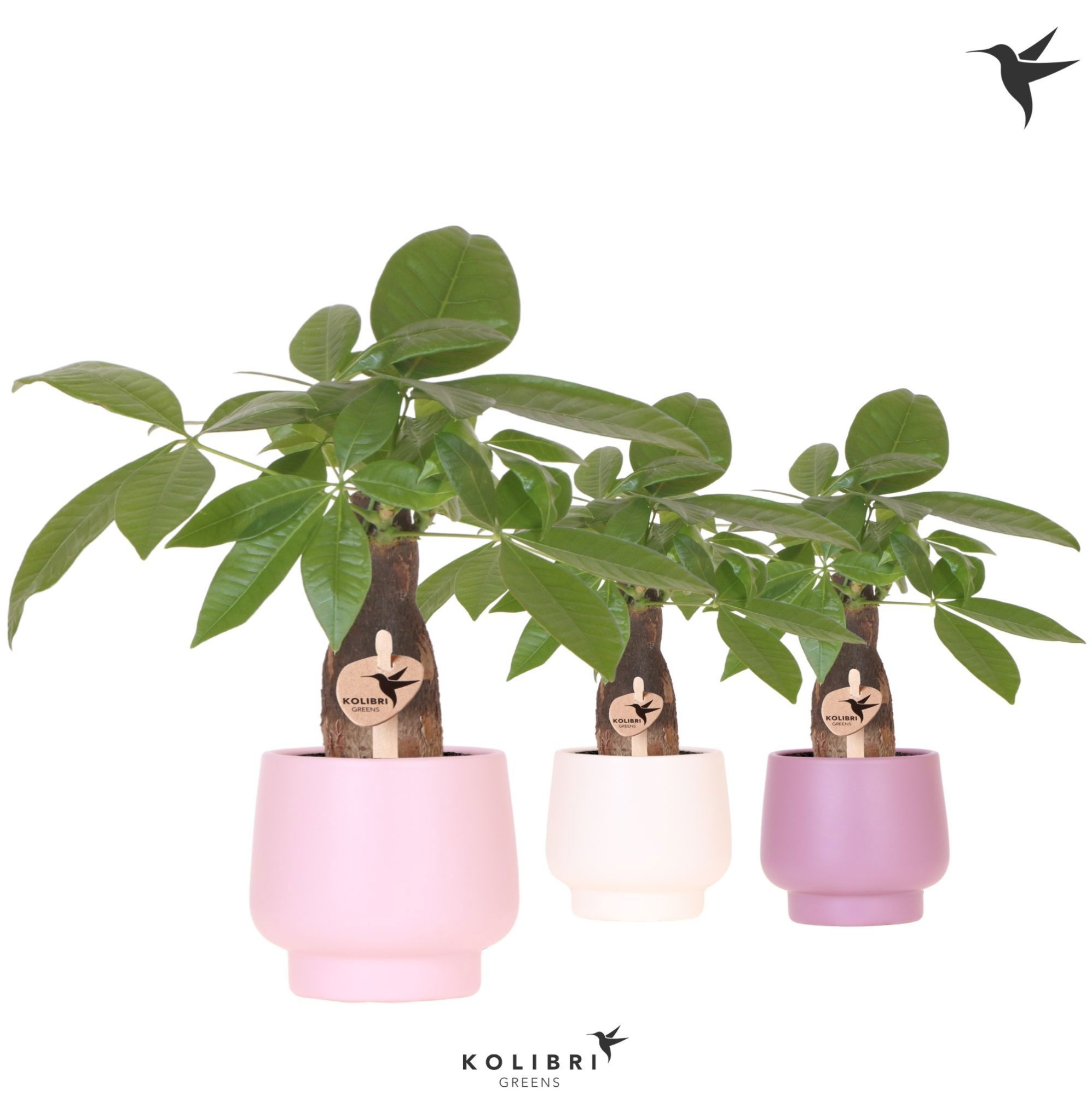Kolibri Greens Pachira in Scandic pot pink mix, D 9 cm