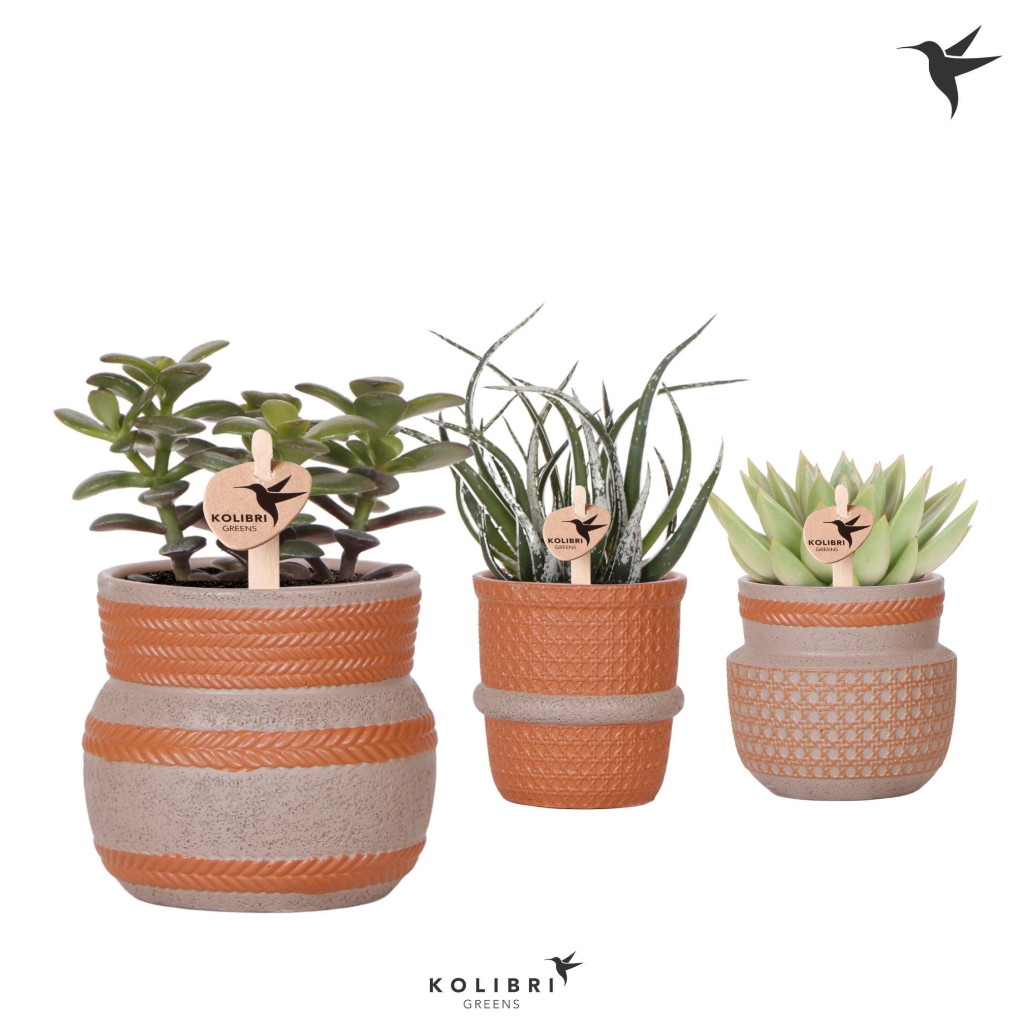 Kolibri Greens Succulenten mix in Ethnic pot terracotta mix, D 9 cm