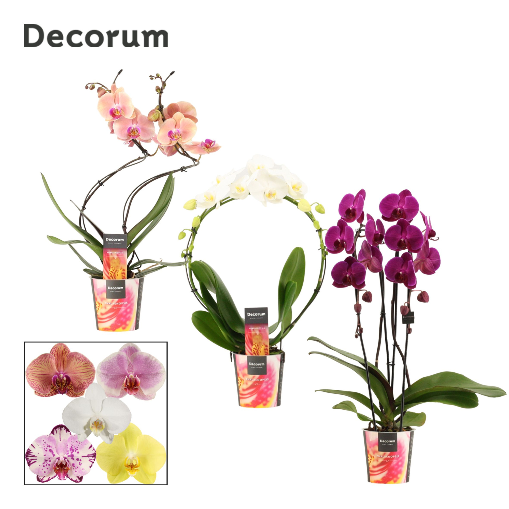 Phalaenopsis vormen mix 2 tak (Decorum), D 12 cm