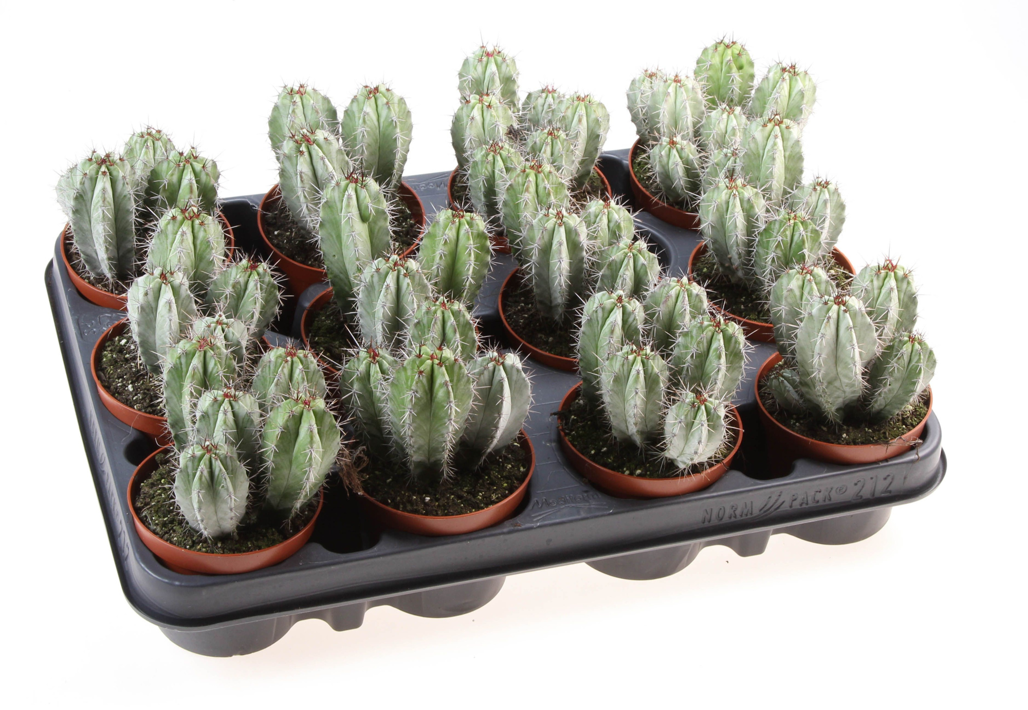 Polaskia chichipe, D 8,5