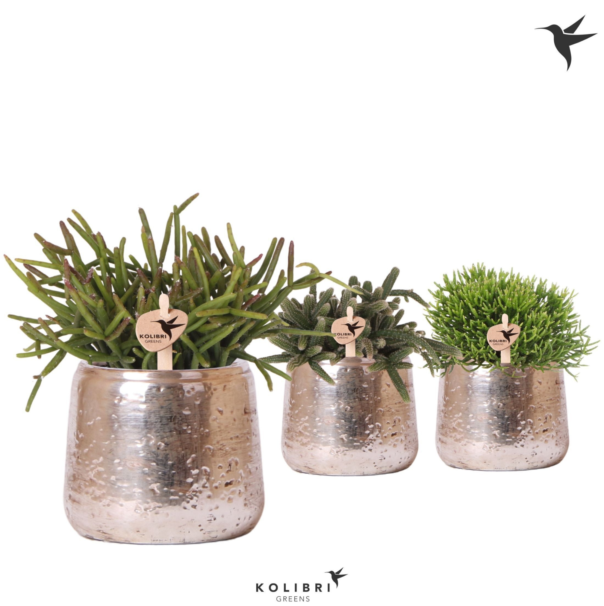 Kolibri Greens Rhipsalis mix in Luxury pot silver, D 9 cm