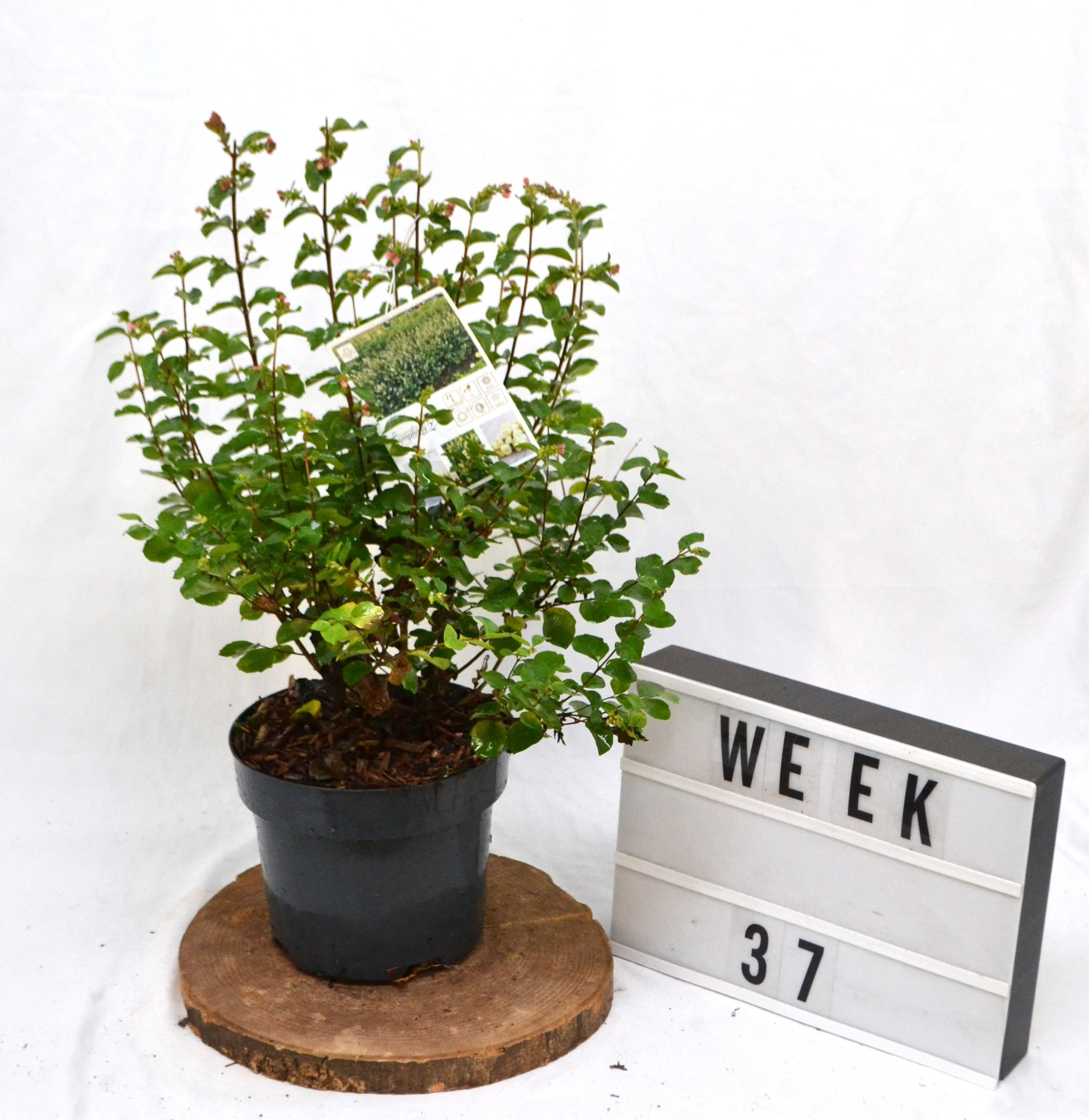 Symphoricarpos Symphony Rock C3, D 19 cm