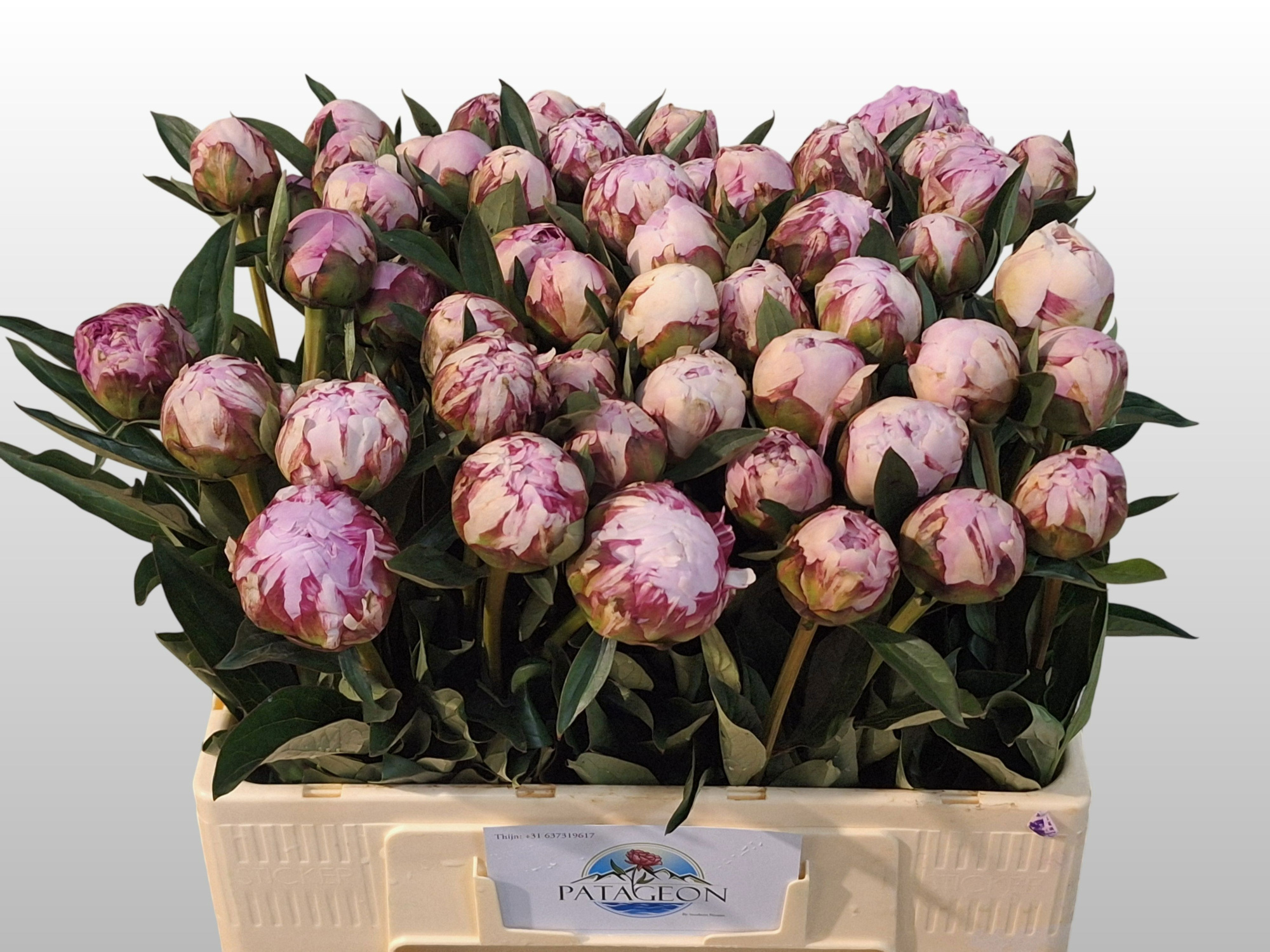 Пион Сара Бернар 55 (роз.), шт.