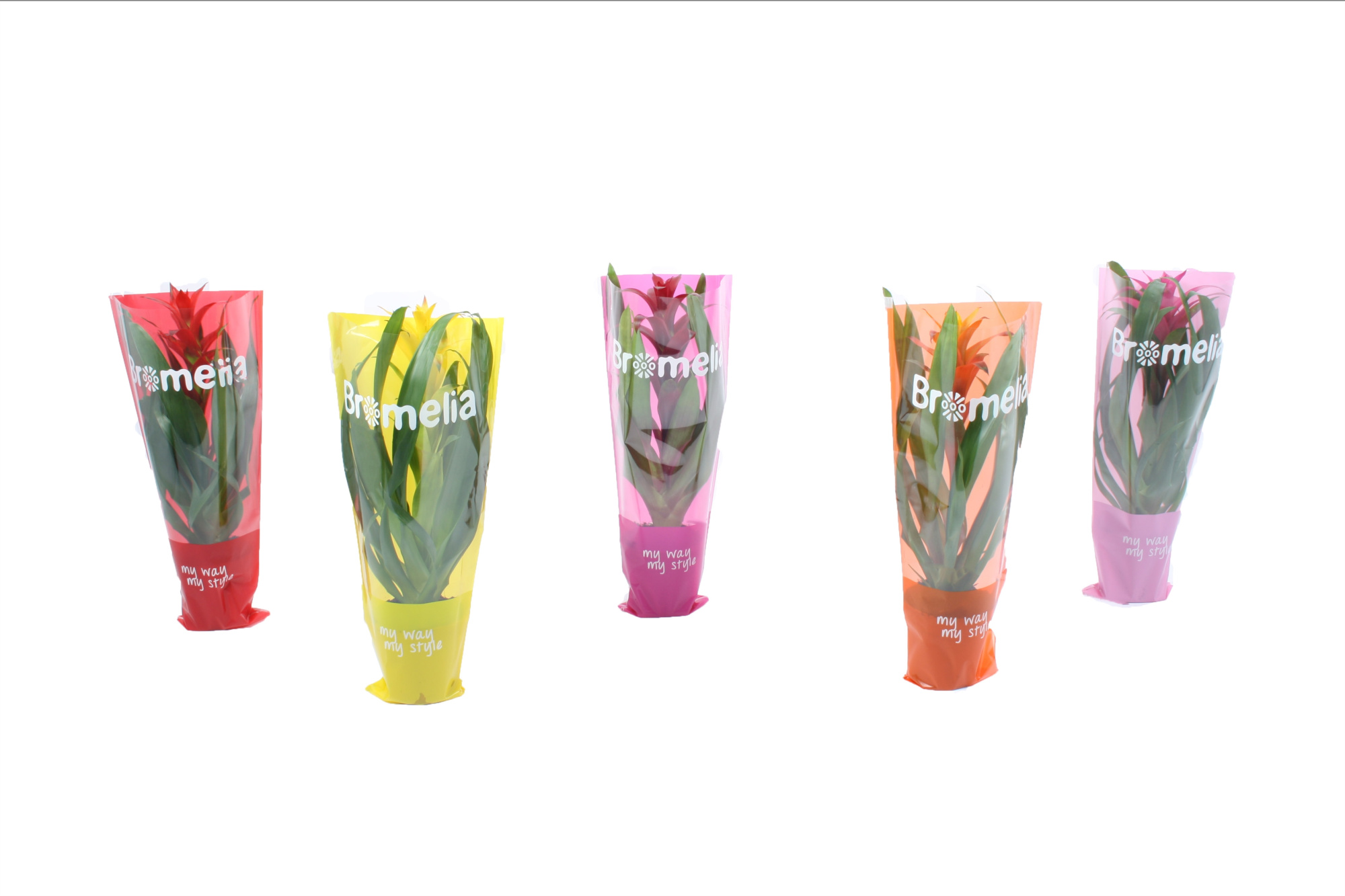 Guzmania mix in vensterhoes, D 12 cm