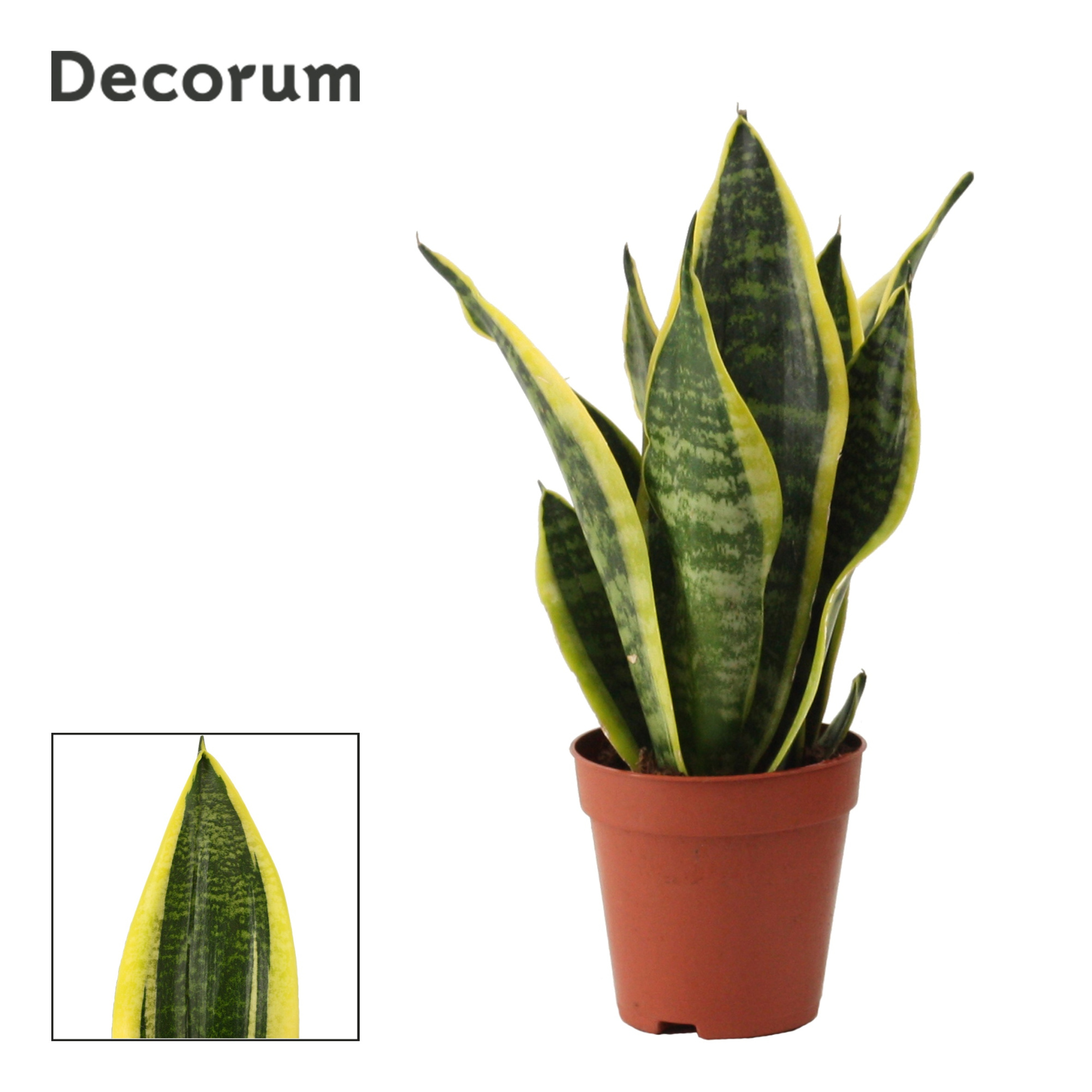 Sansevieria Superba 9 cm (Decorum), D 9