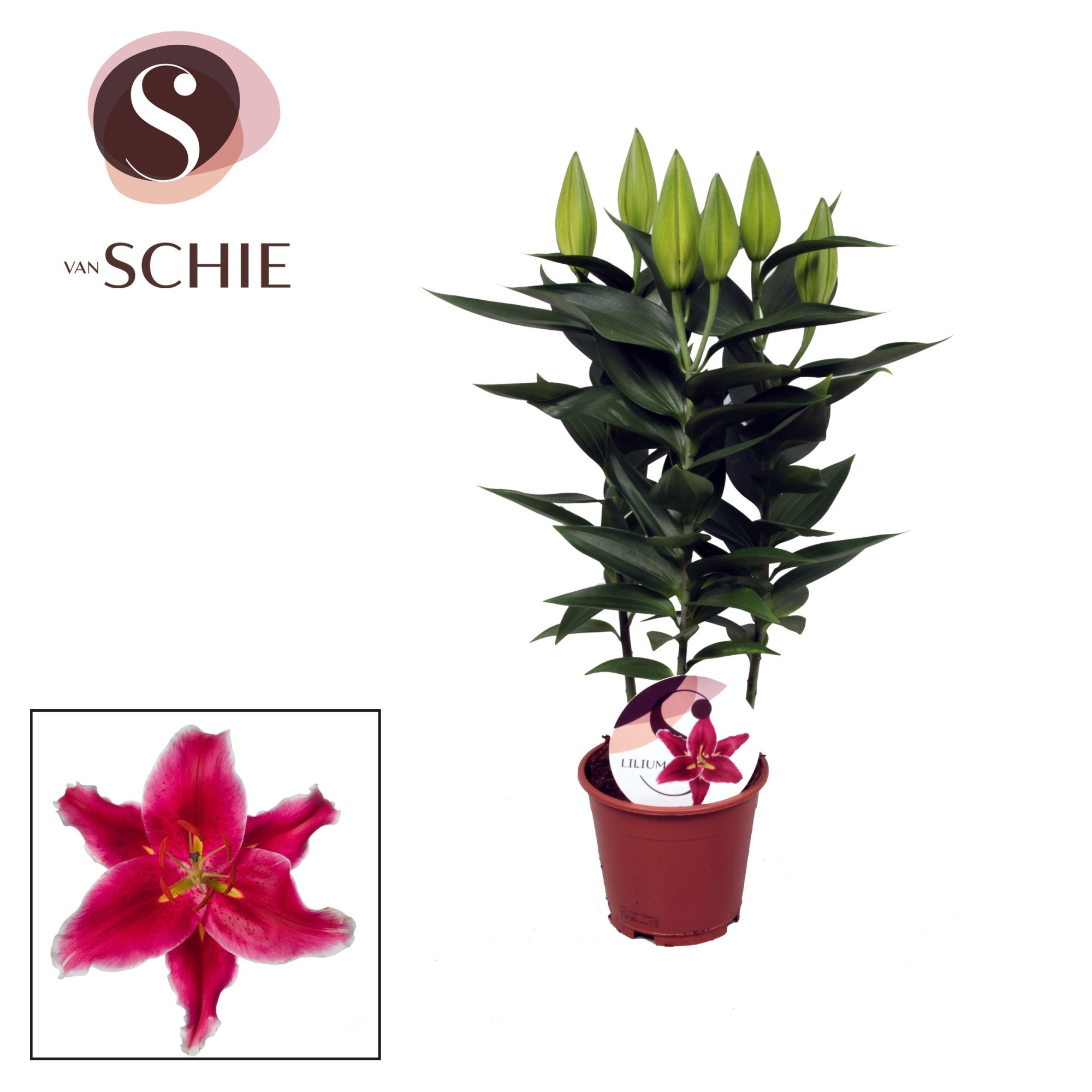 Lilium Or Starlight Express 13cm, D 13 cm