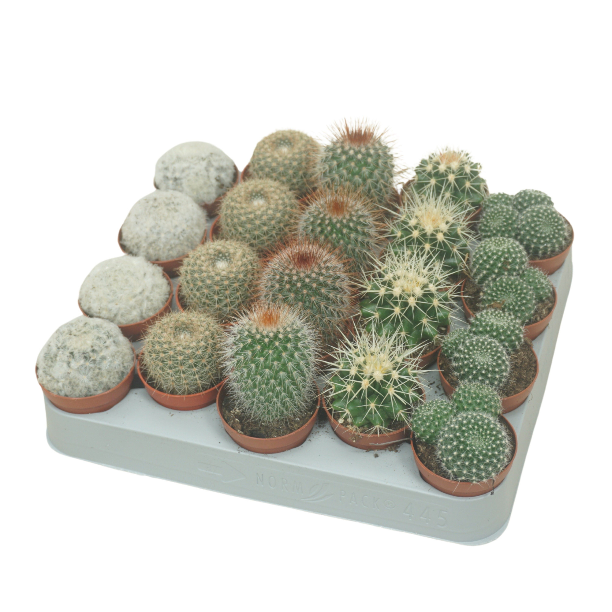 Bolcactus mix 5,5 cm, D 5,5 cm