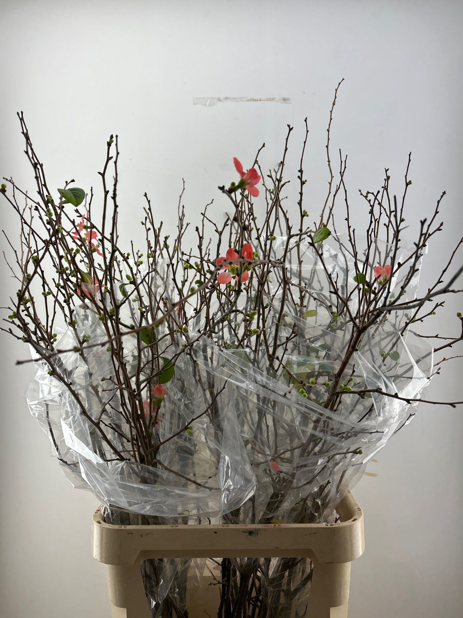 Хаеномелис Суперба 110, шт.