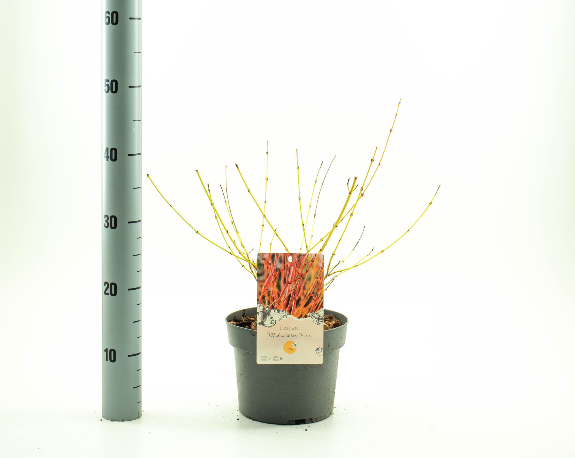 Cornus sang. 'Midwinter Fire', D 19