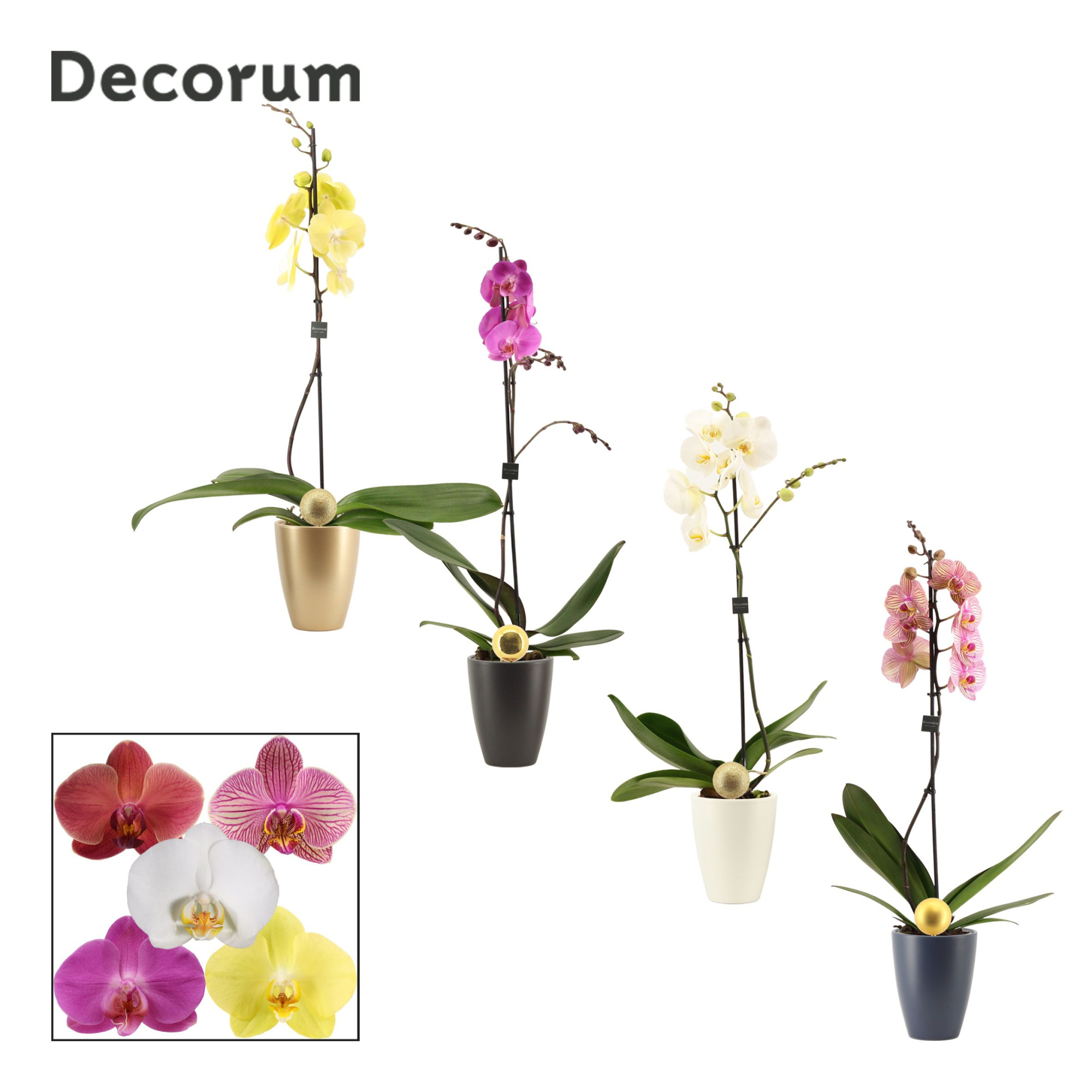 Phalaenopsis 1 tak 9+ mix in Carly met kerstbal (Neo Architect-c, D 12 cm