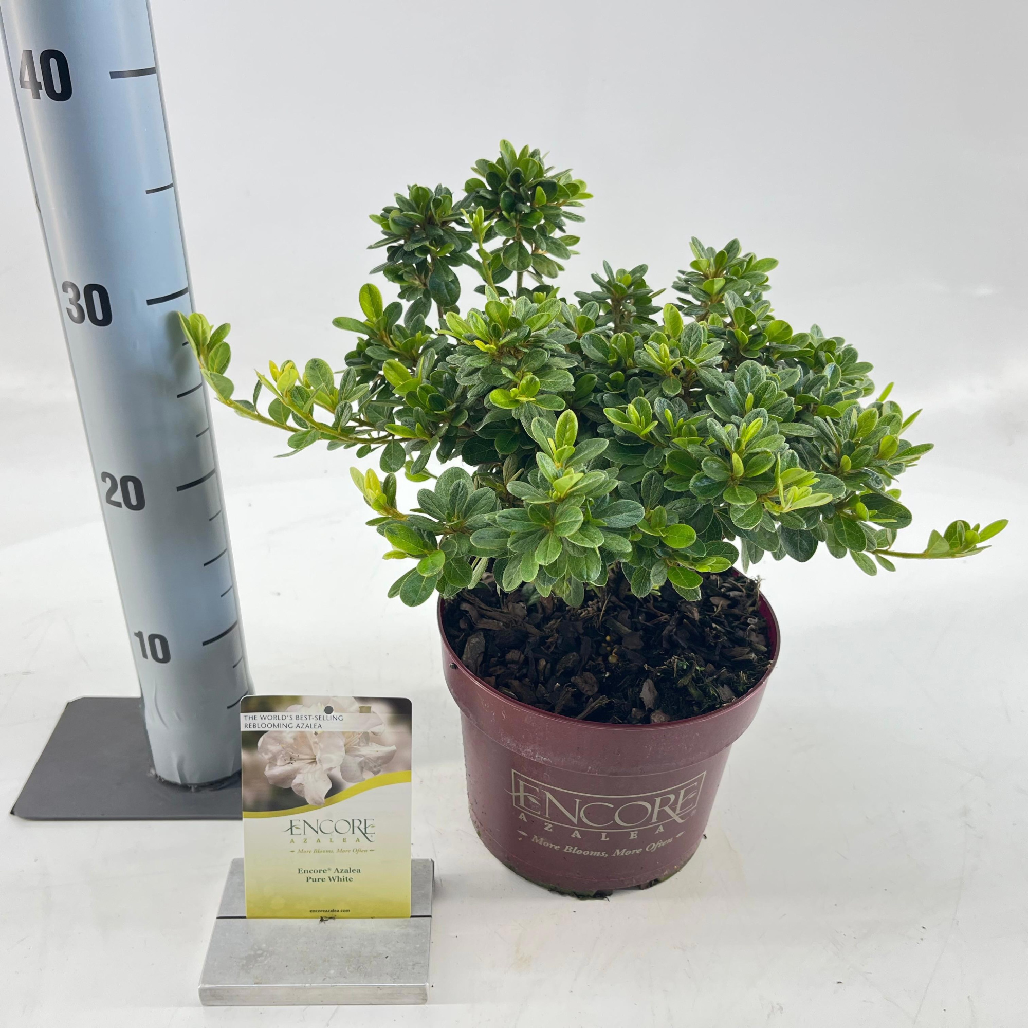 Rhododendron ENCORE® Pure White ('Homlea'PBR), D 19 cm