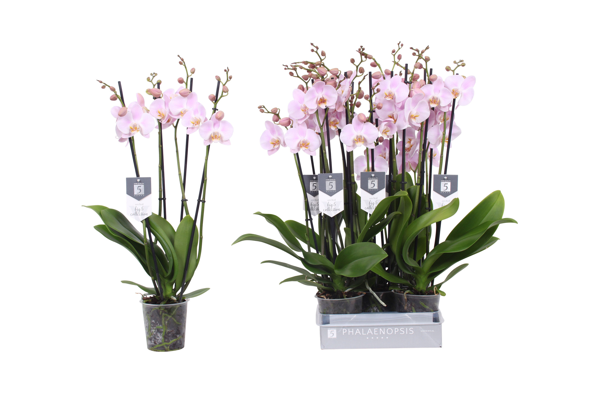 Phalaenopsis Rosion, 4-spike 22+, D 12 cm