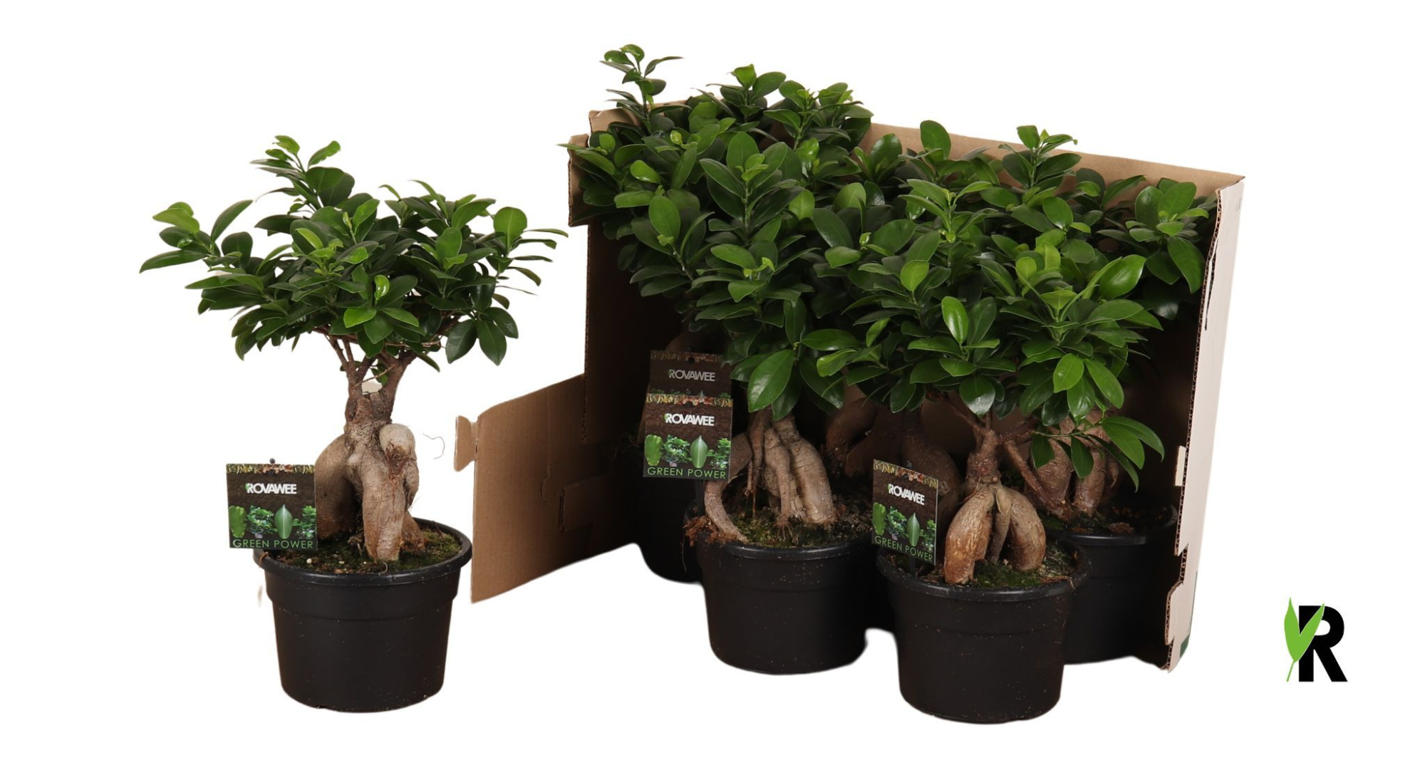 Ficus micr. Ginseng in fust 348, D 17 cm