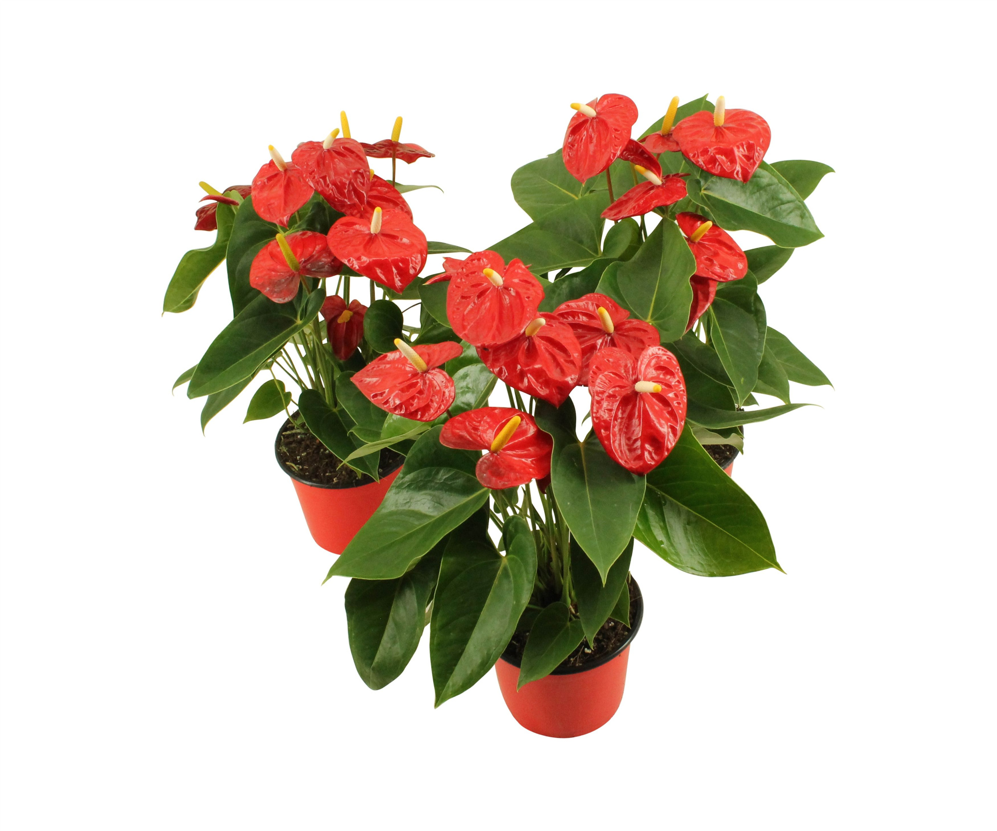 Anthurium XL.10 Mauii Red 14cm, D 14 cm