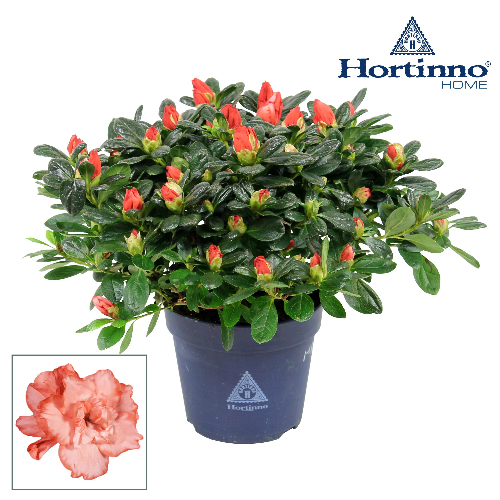 Hortinno® Home 'Christine Magic' 25 - 27 cm, D 13