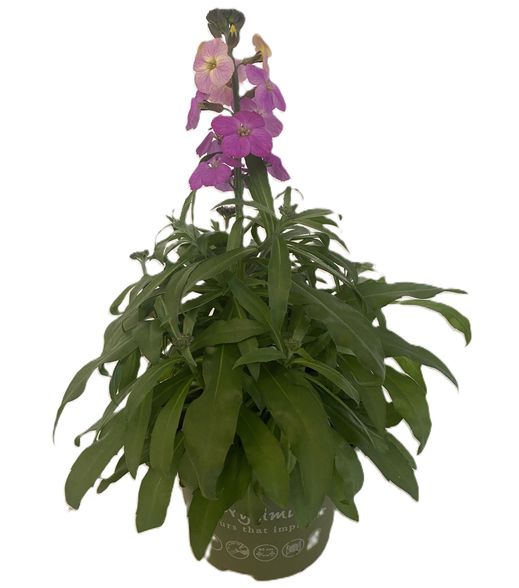 Erysimum Leya Purple Glow, D 13