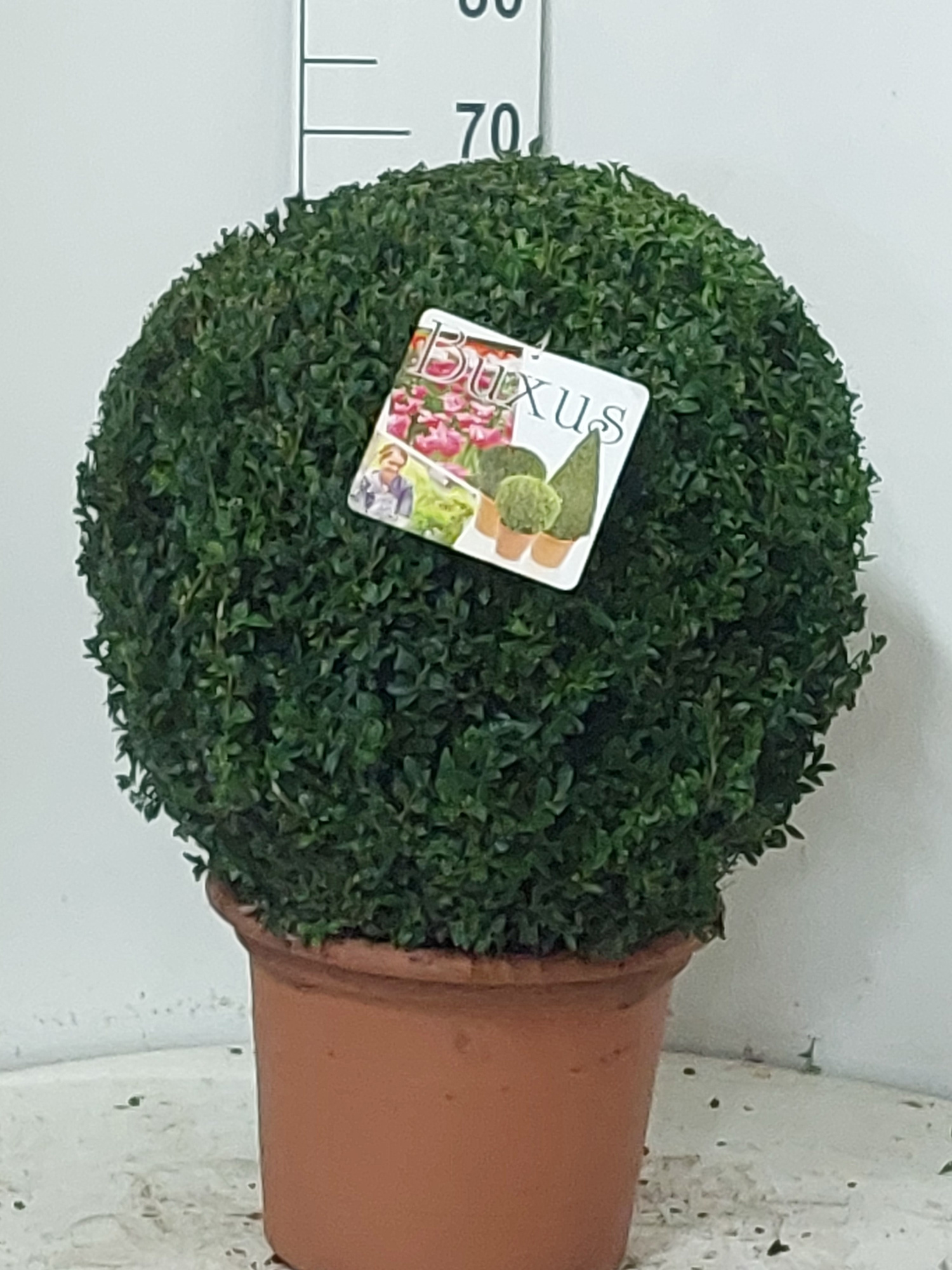Buxus sempervirens bol 55 KLOK, D 35