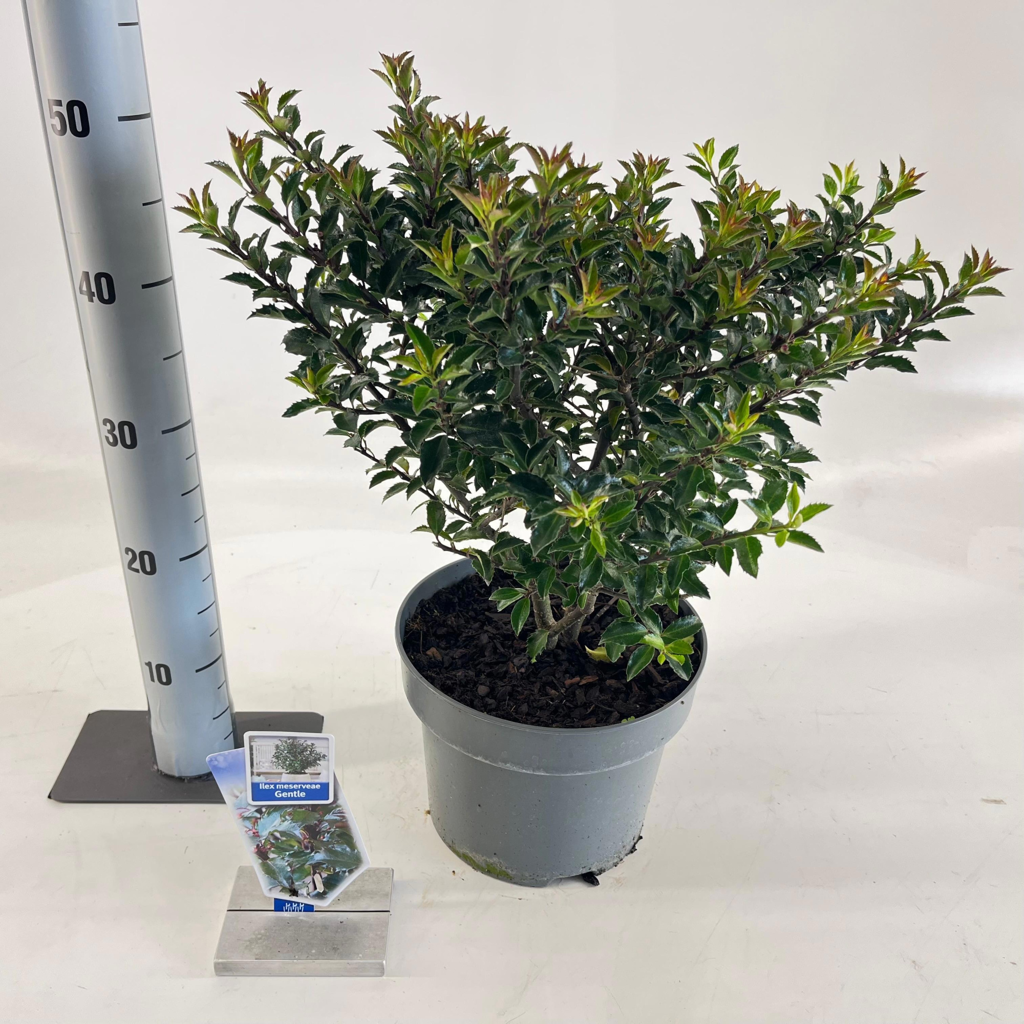 Ilex meserveae Gentle ('Annys Dwarf'PBR), D 23 cm