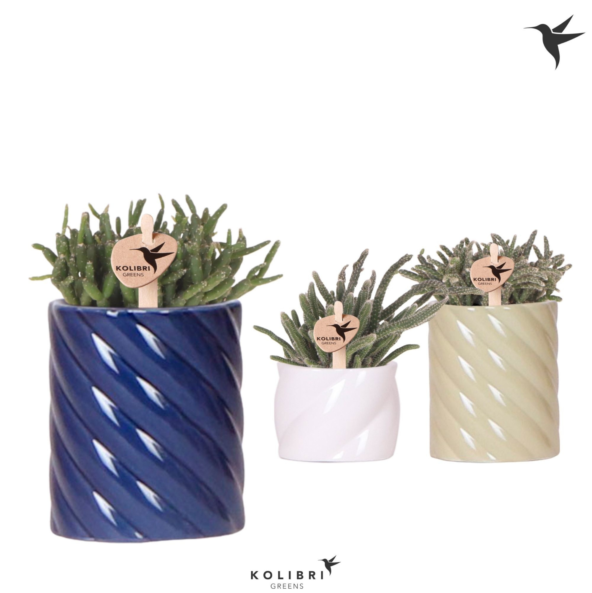 Kolibri Greens Rhipsalis mix in Candy pot blue mix, D 6