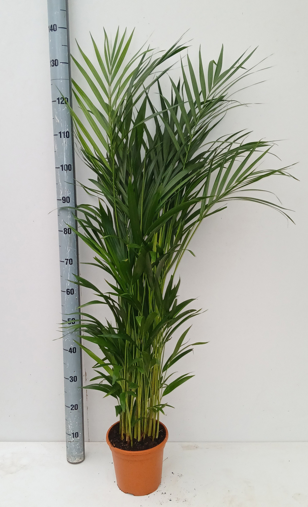 dypsis lutescens, D 21