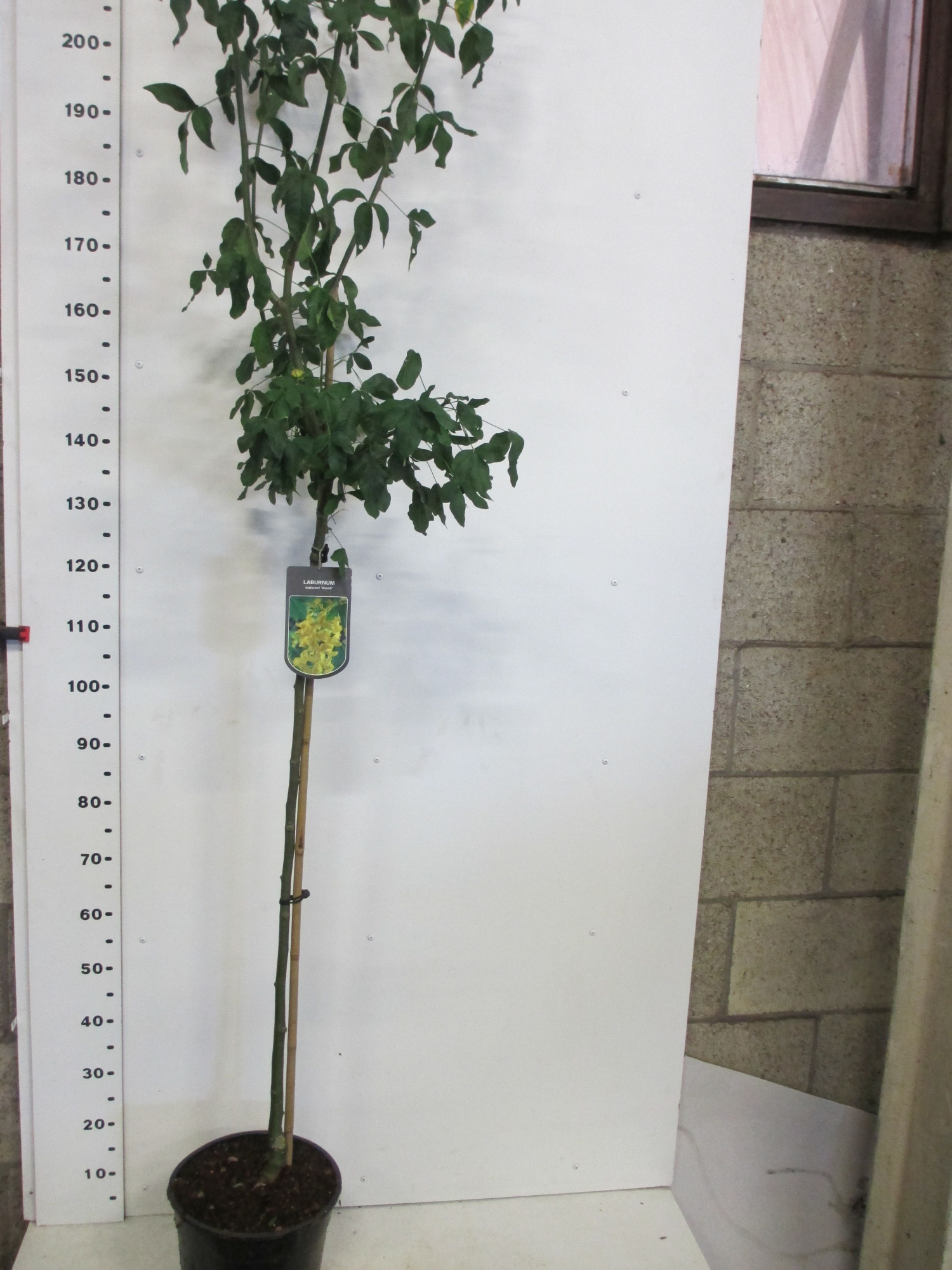 Laburnum w. Vossii 110 st. P28, D 28 cm