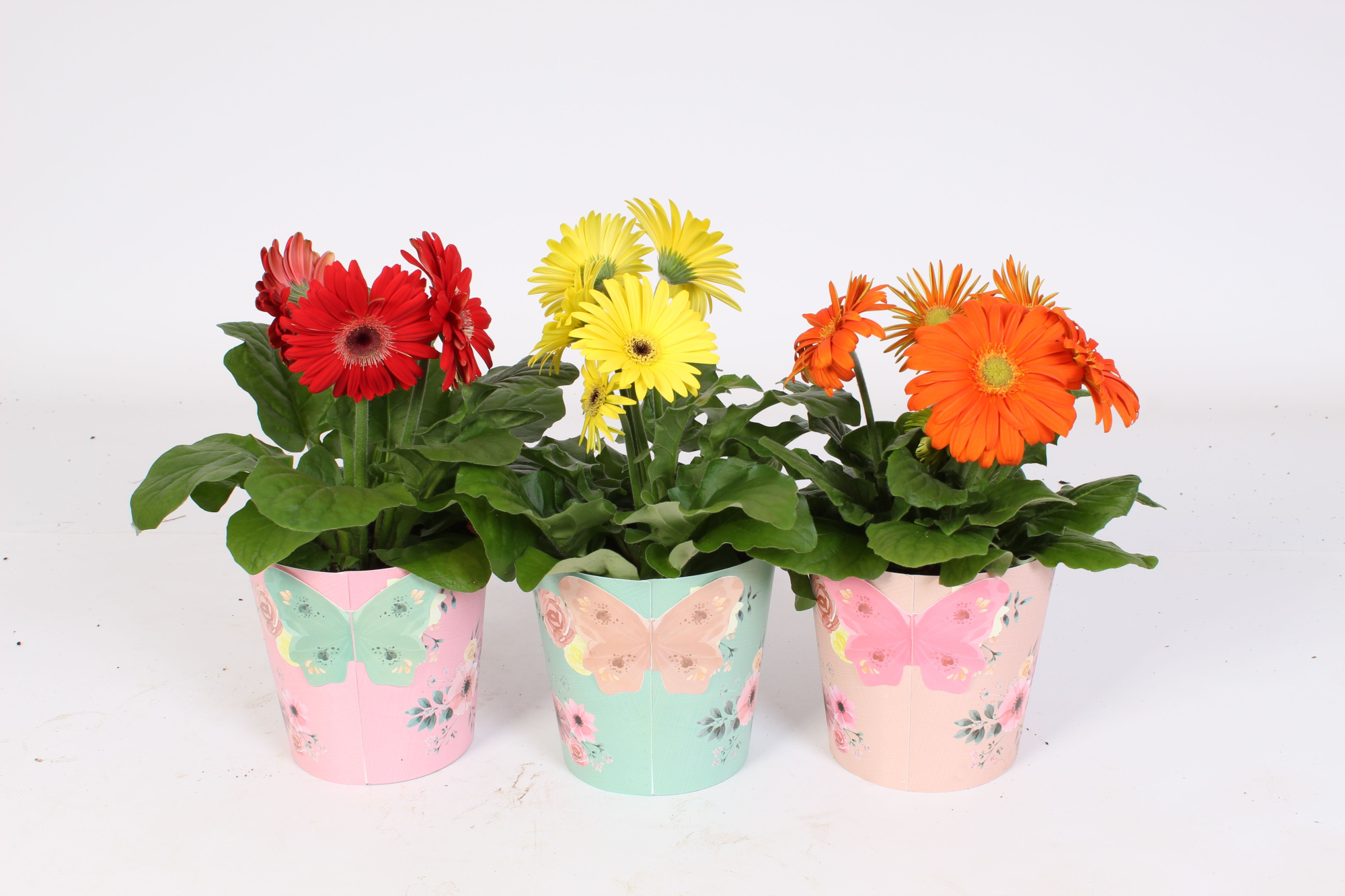 Gerbera belicht 2+ 12cm in poetry pot, D 12 cm