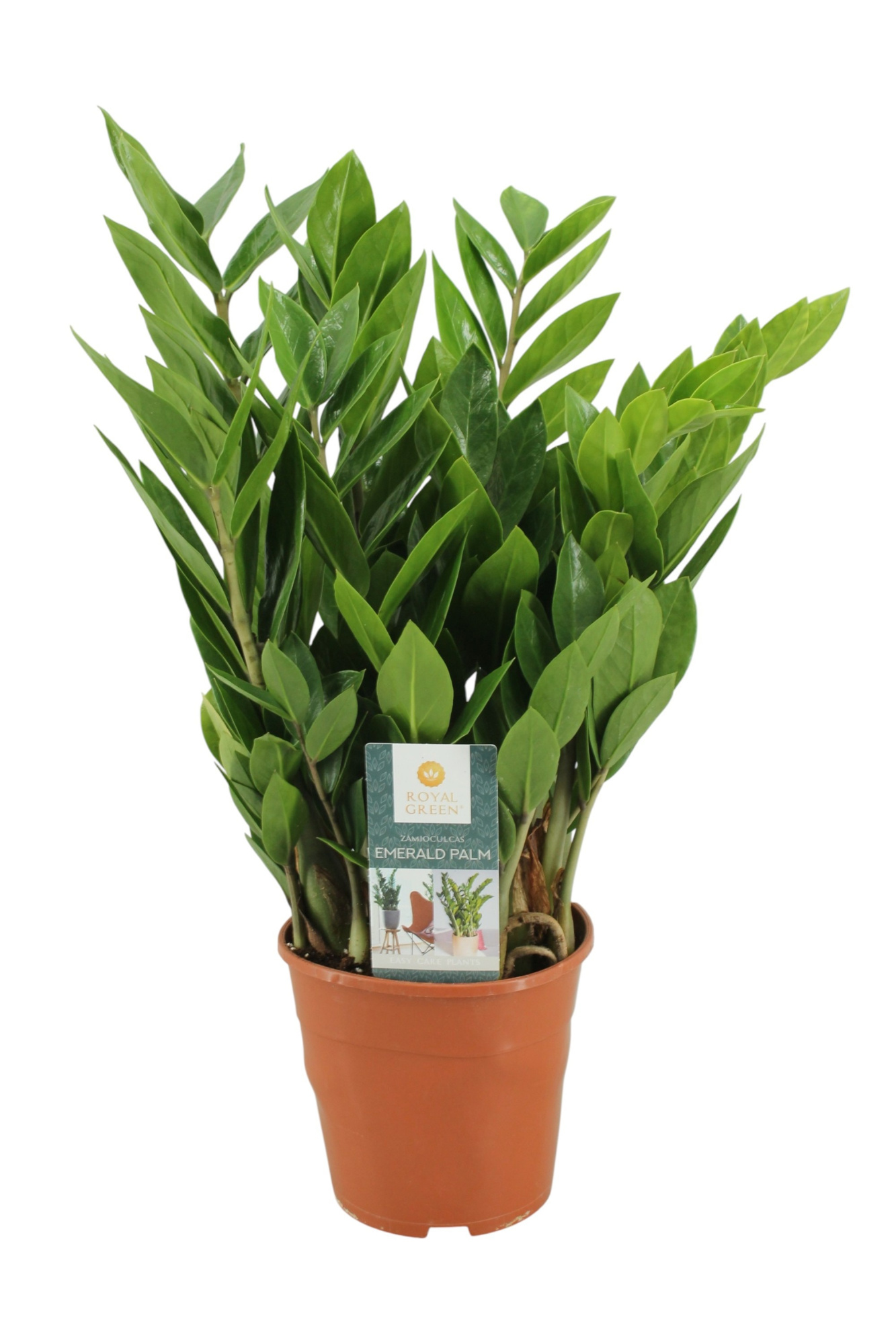 zamioculcas 14 cm, D 14