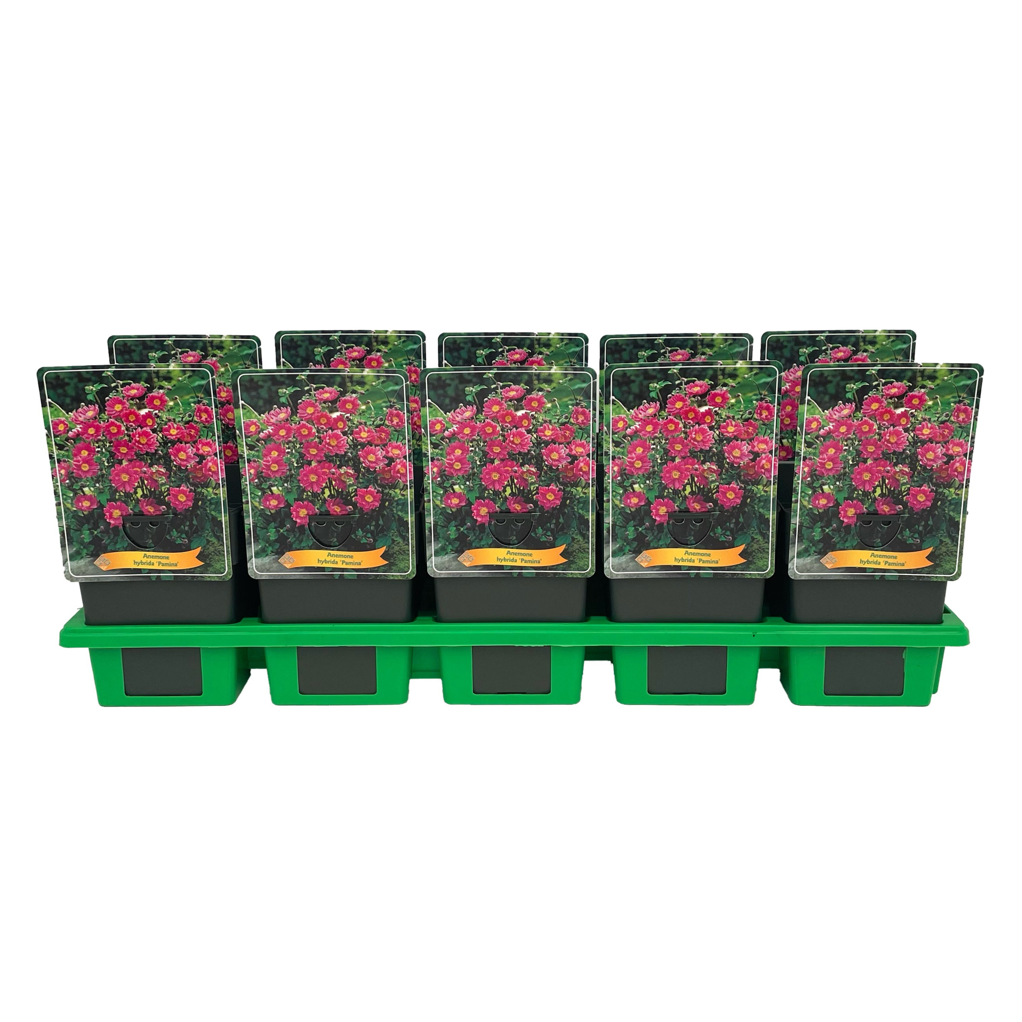 Anemone Pamina P11, D 11 cm
