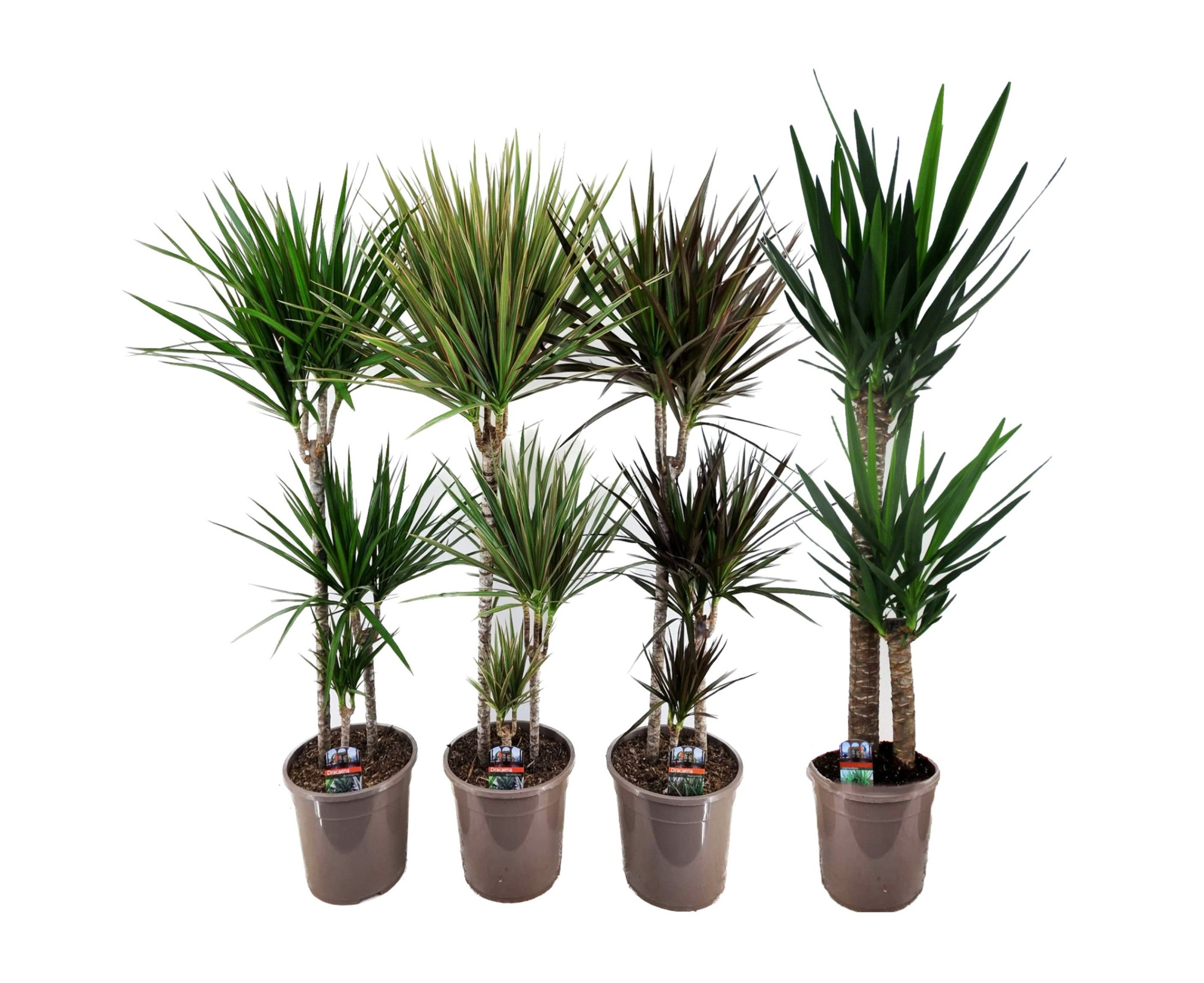 Dracaena marginata en Yucca elephantipes, D 24 cm