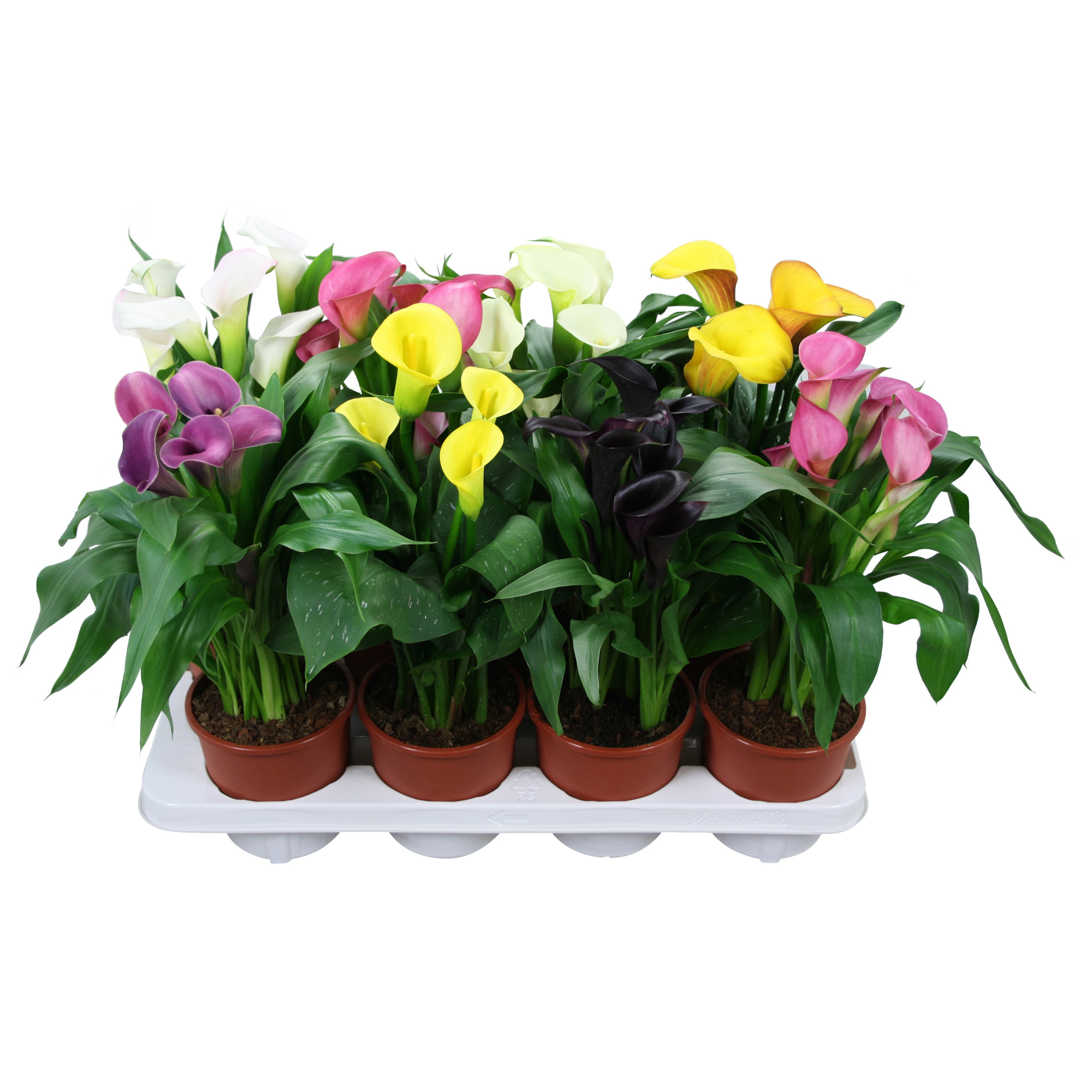 Zantedeschia gemengd Calla mix, D 13
