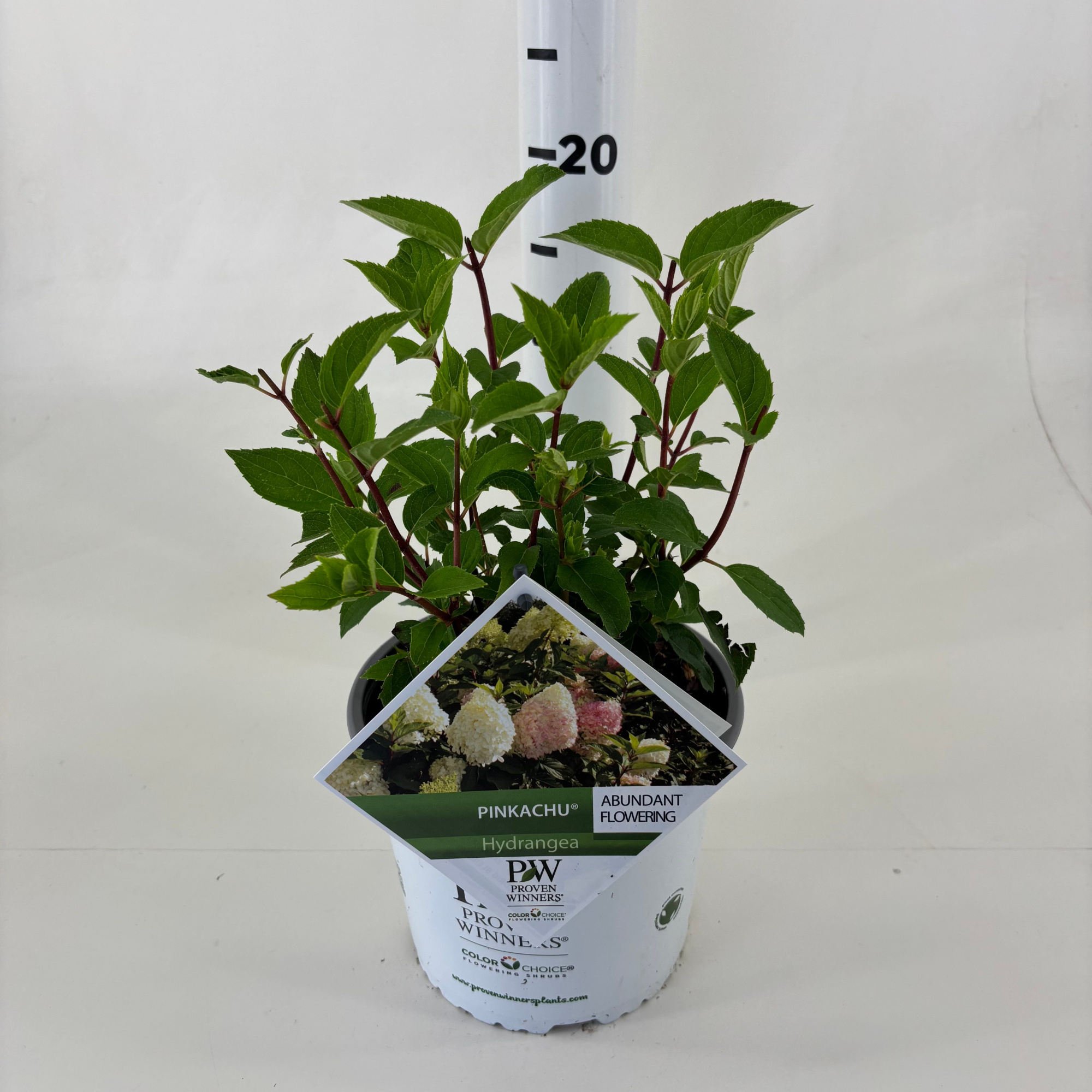 Hydrangea paniculata 'Pinkachu' ®, D 19 cm