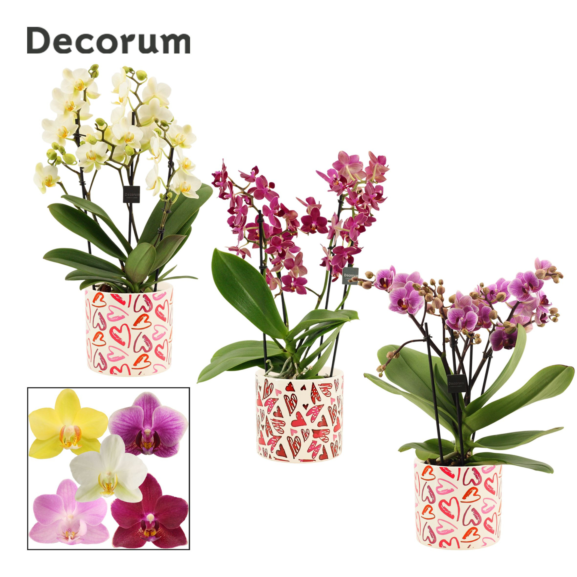 Phalaenopsis dazzling melange 3-4 tak in Julia (Deco-collection), D 12