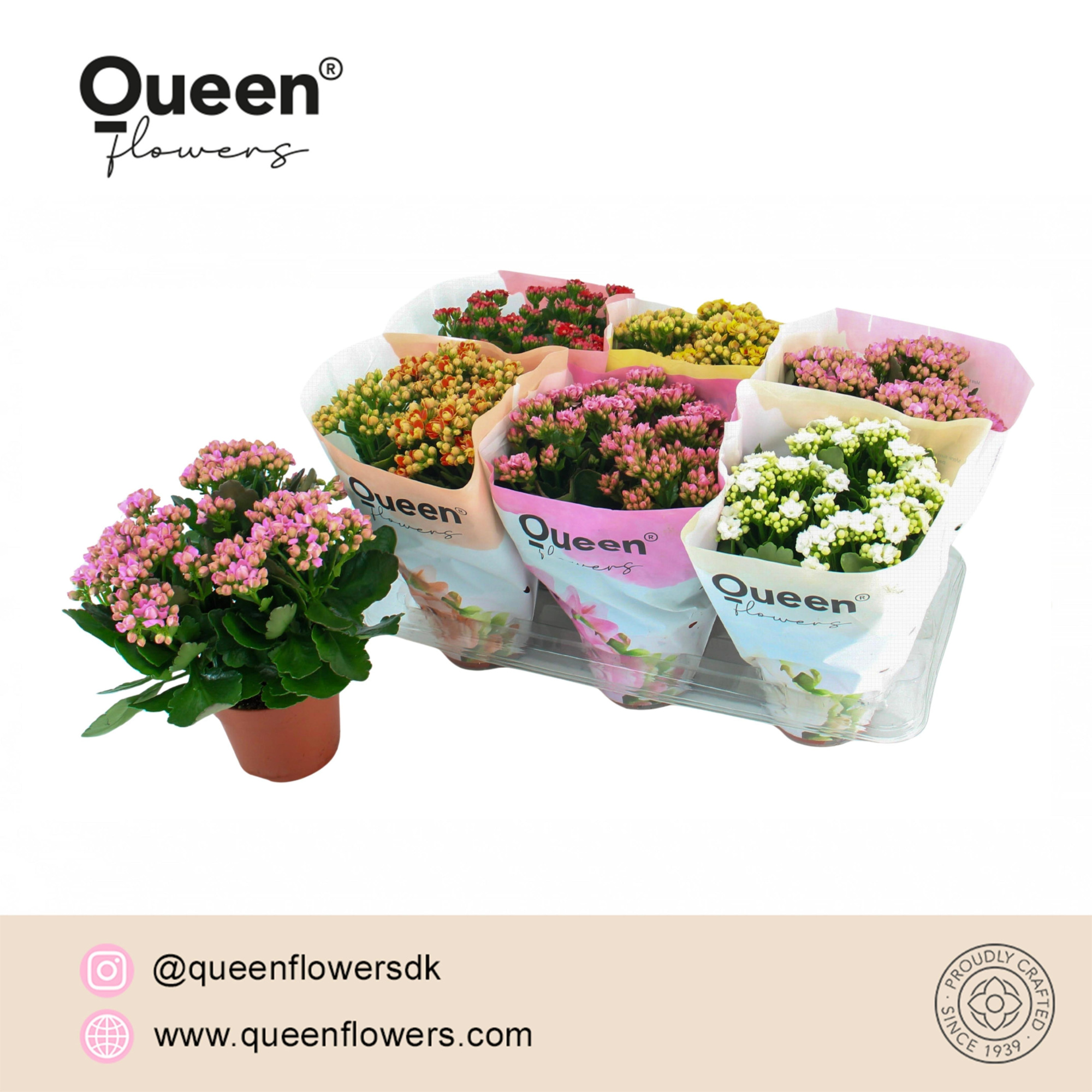 Kalanchoe Mix P14 Queen, D 14