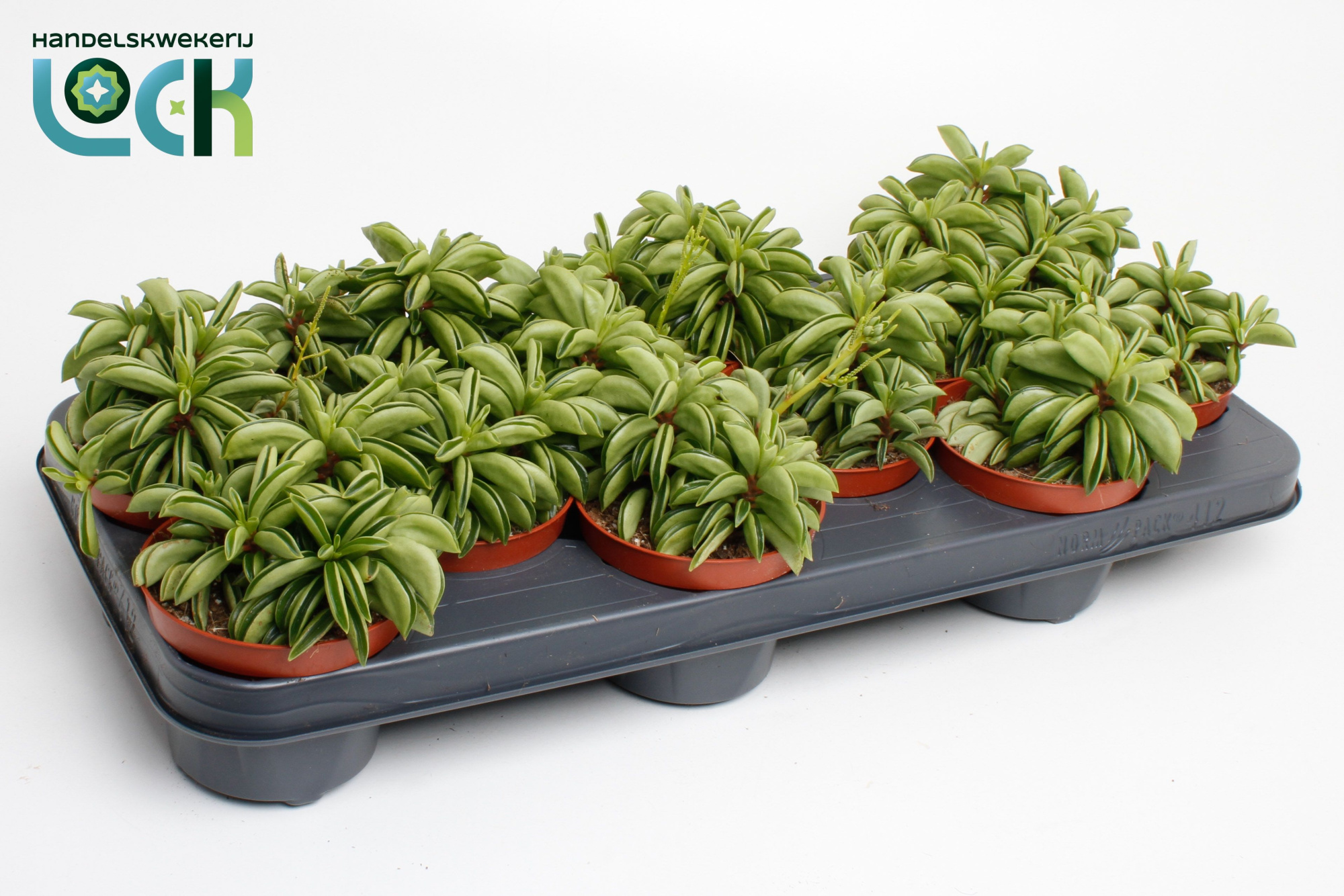Peperomia Happy Bean, D 10,5