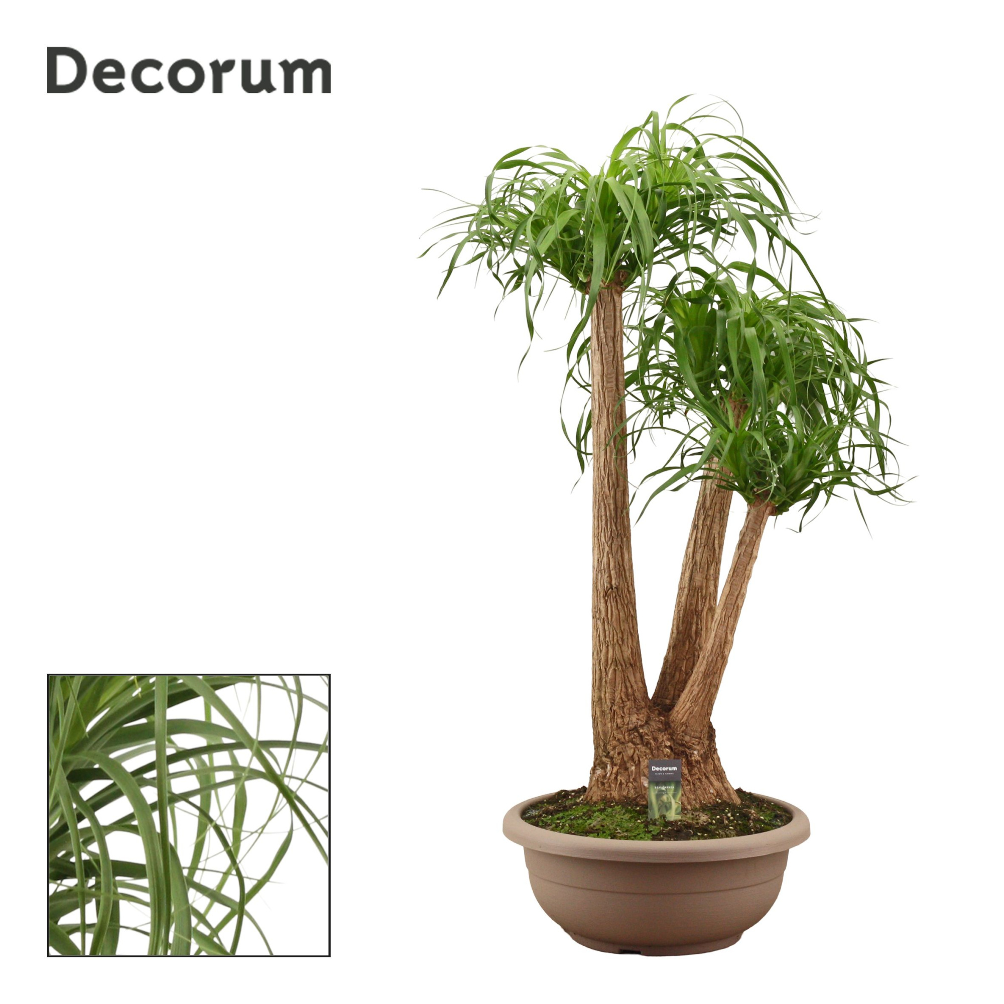 Beaucarnea vertakt compact in 45 cm schaal (Decorum), D 45