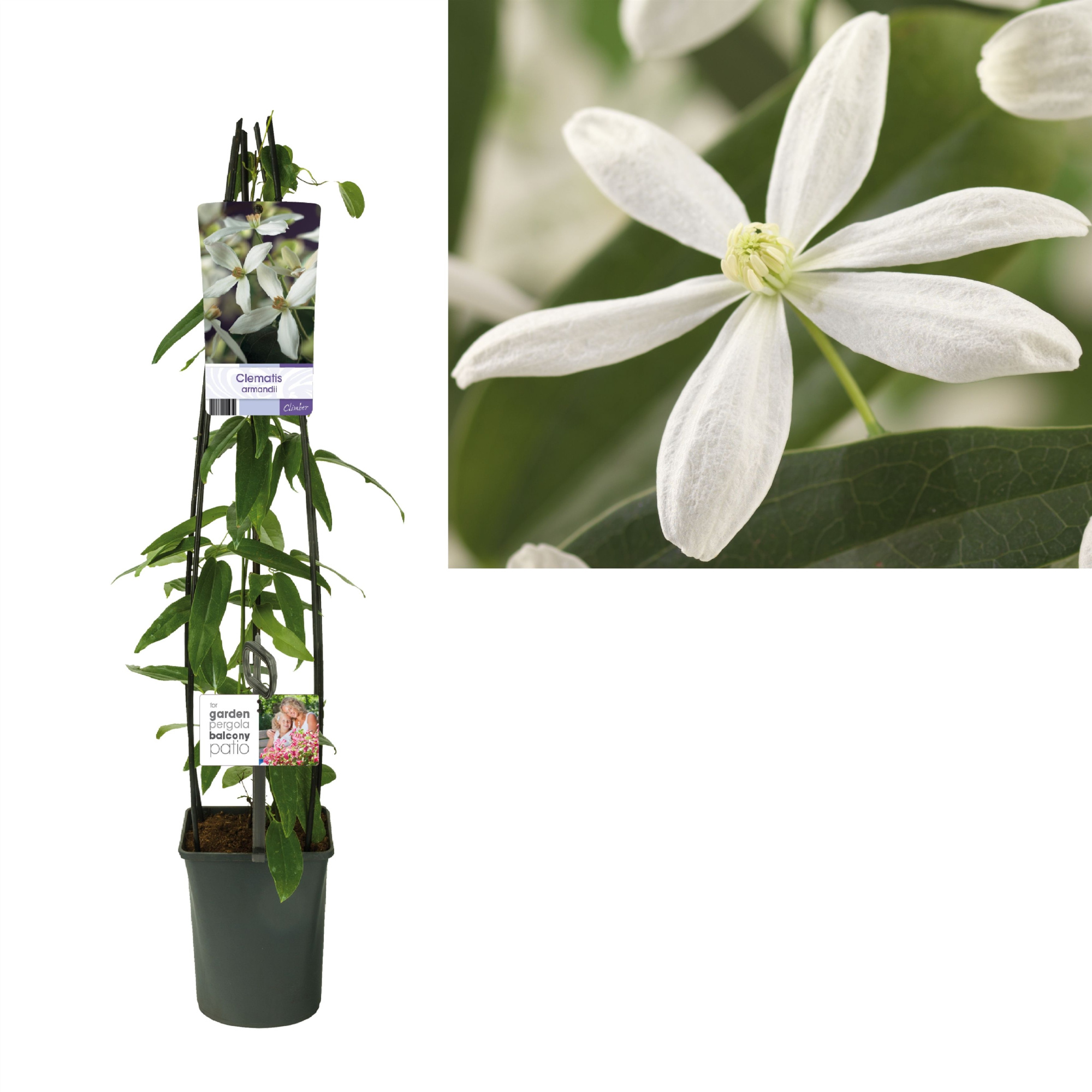 Clematis armandii +light label, D 23