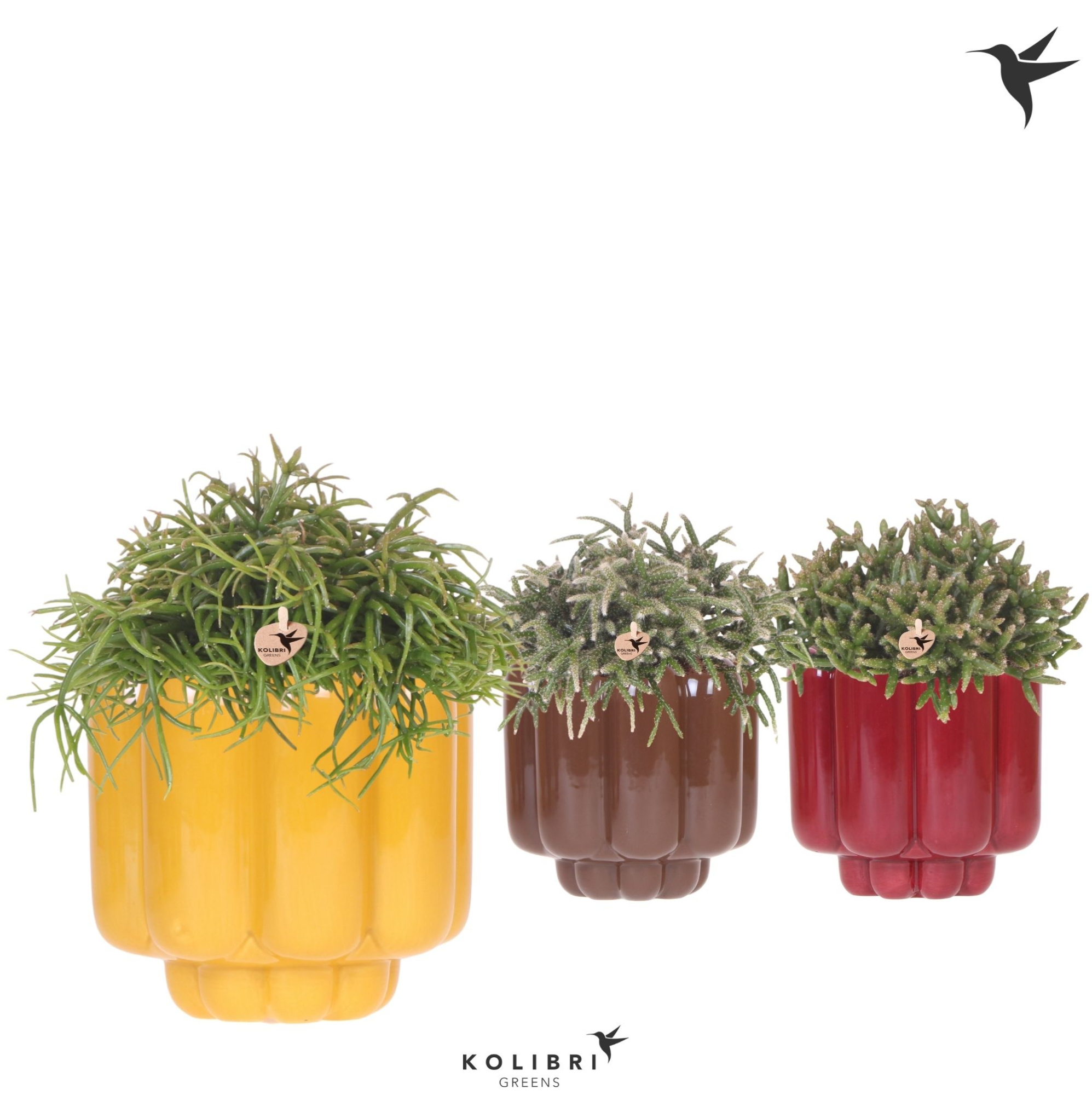 Kolibri Greens Rhipsalis mix in Retro pot yellow mix, D 12 cm