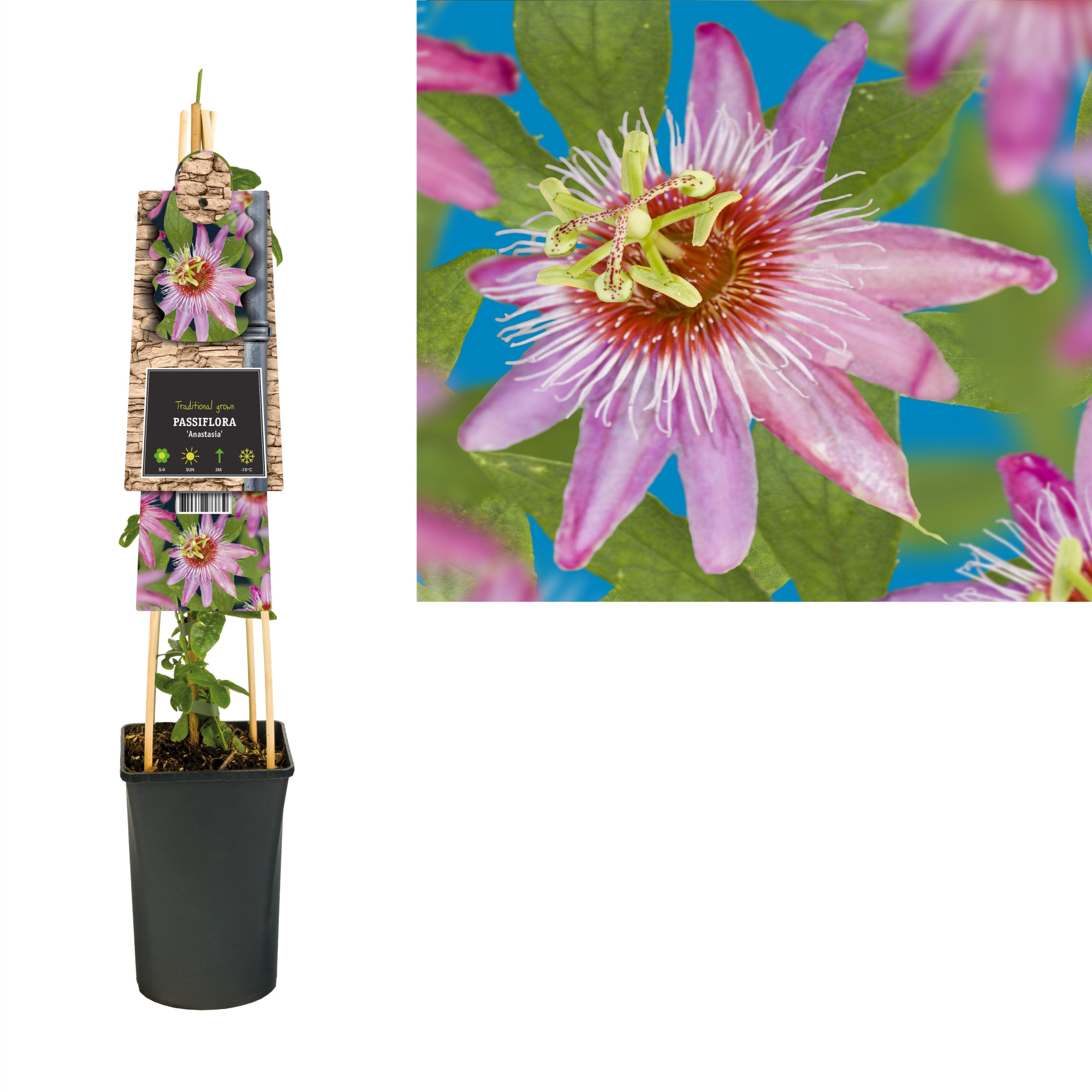 Passiflora 'Anastasia' +3.0 label, D 17 cm