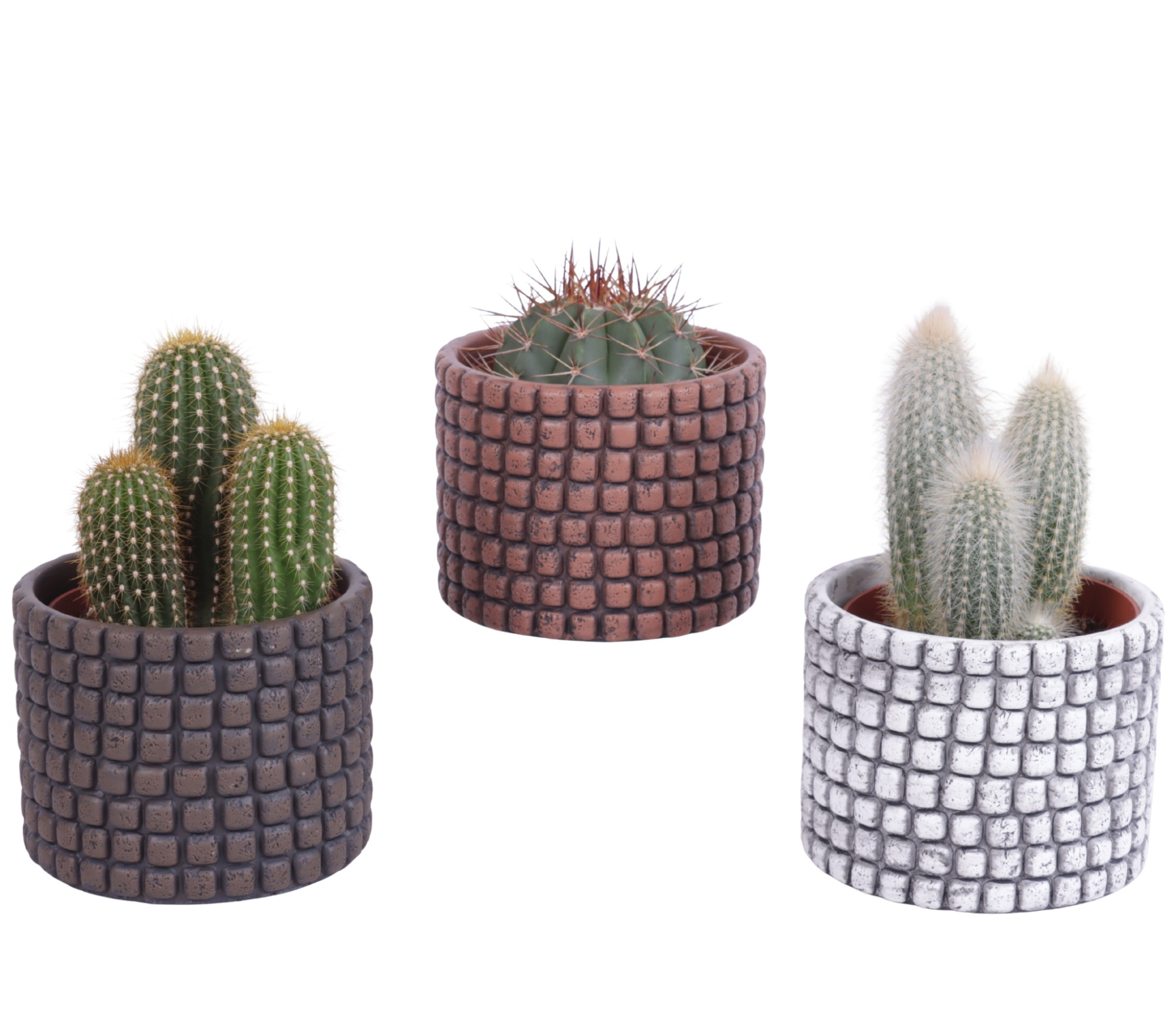 Cactus mix Ø10,5 cm in Ø12cm Ceramic Pot Stone Texture, D 12